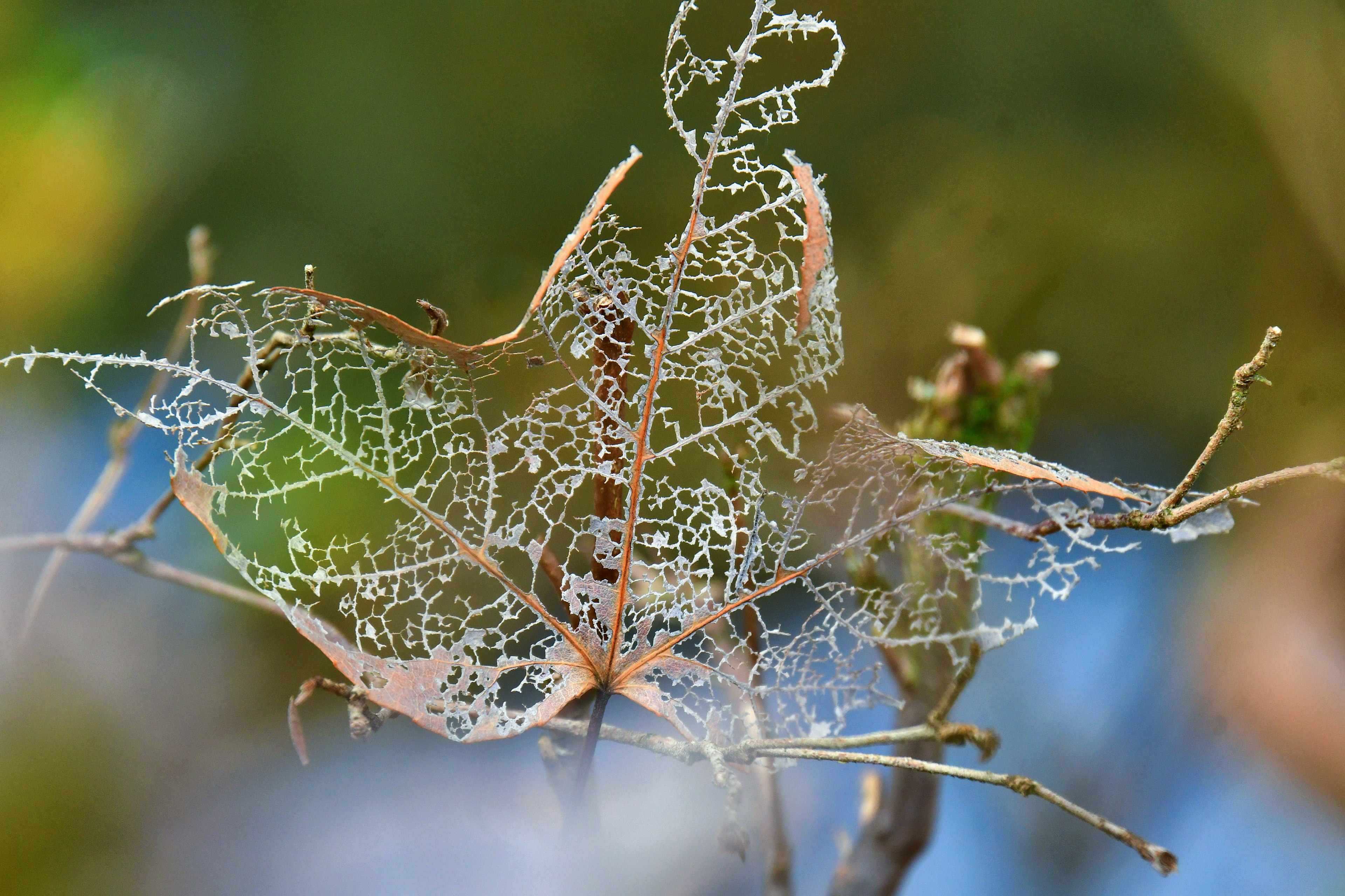 A delicate structure of a dried leaf in a natural setting