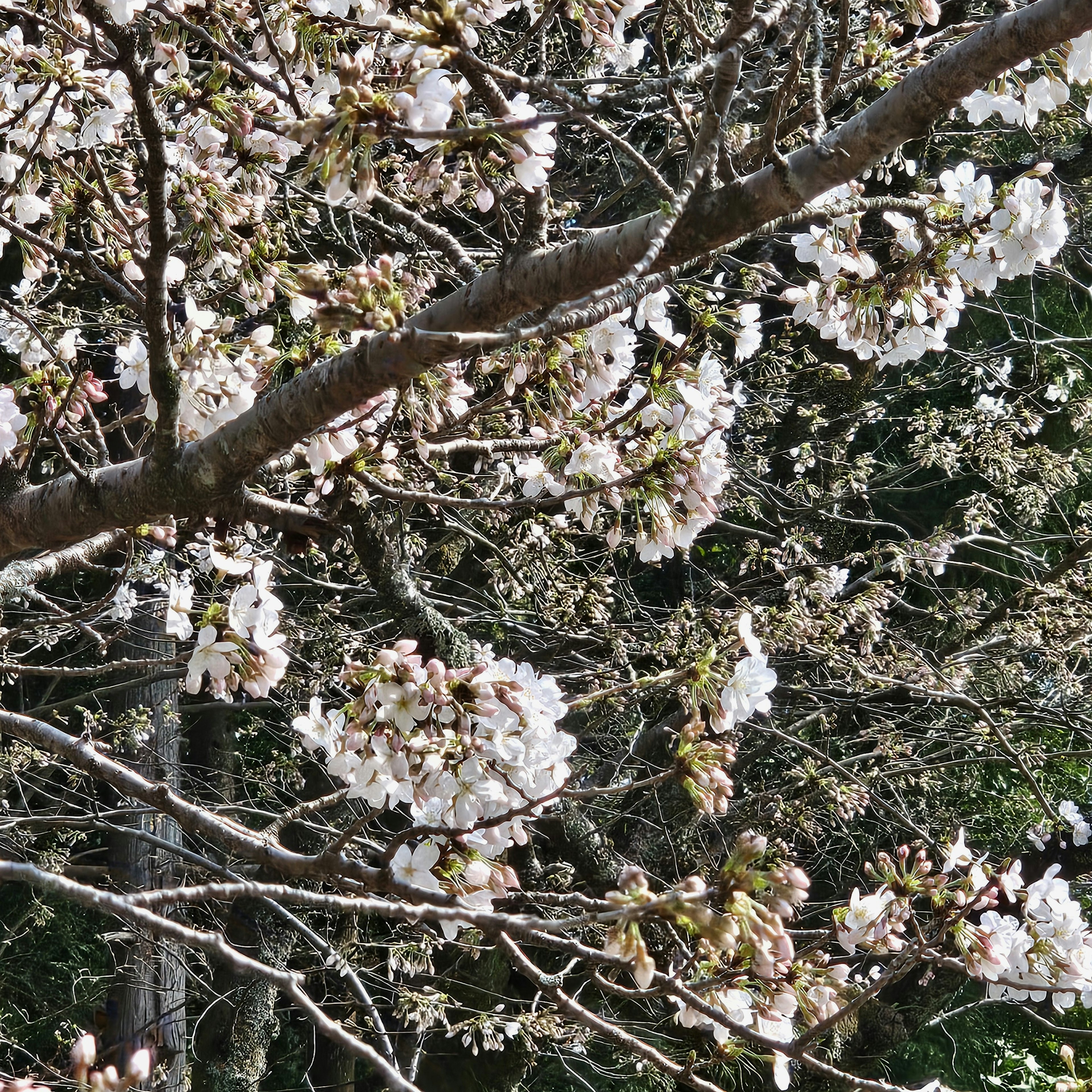 Acercamiento a las ramas de un árbol de cerezo en flor