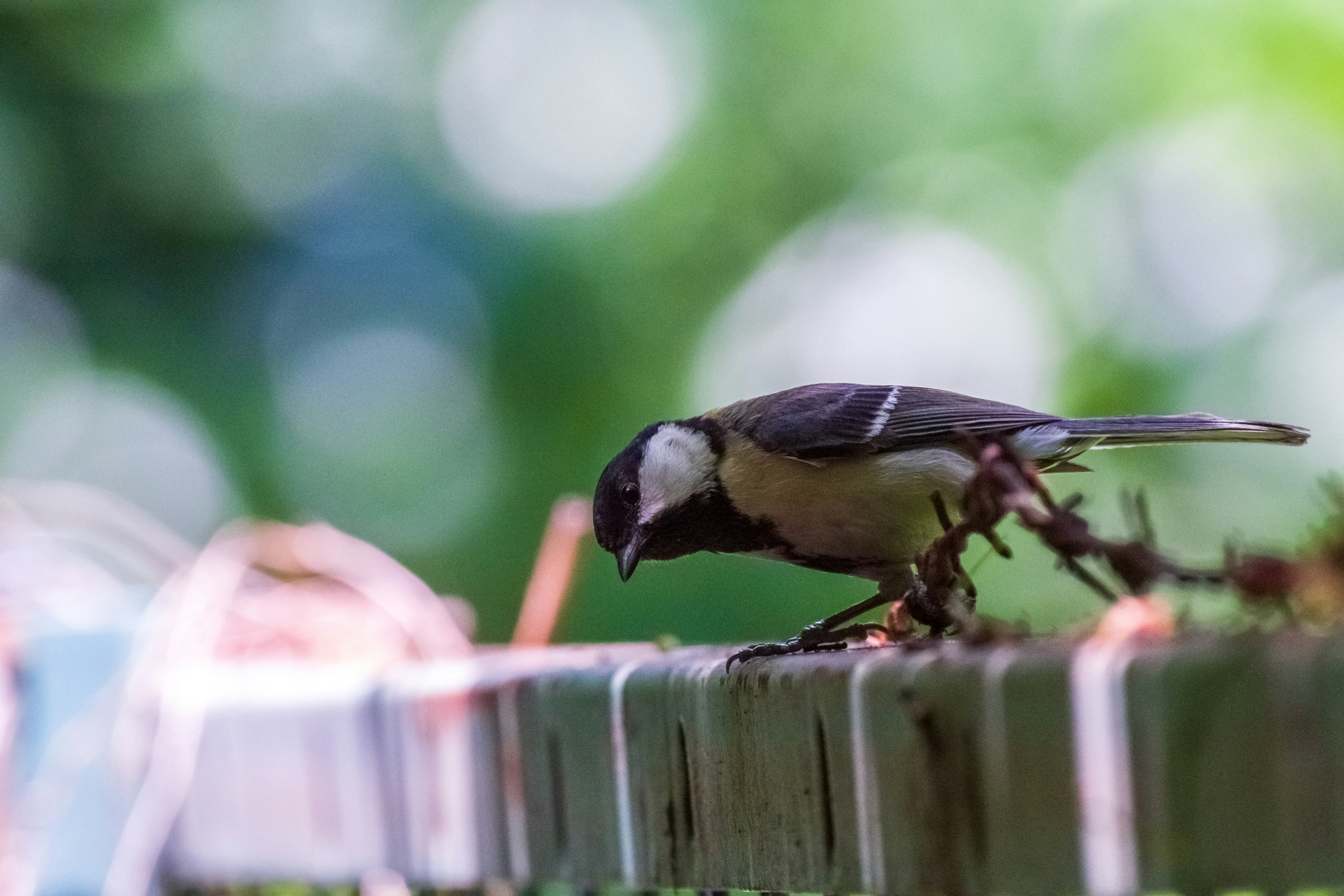 Ein kleiner Vogel sucht nach Nahrung auf einem Zaun mit grünem Hintergrund