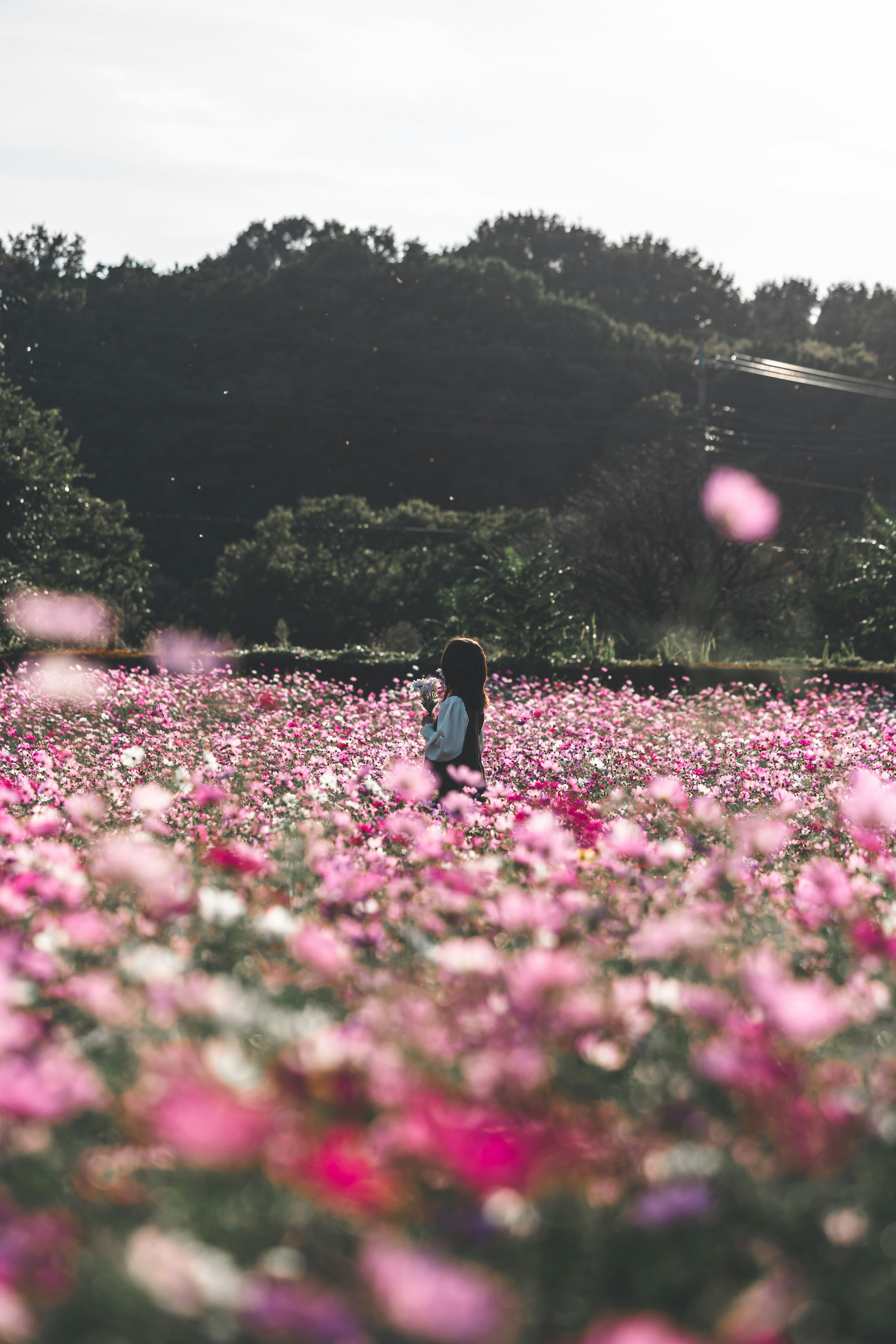 Una donna che cammina attraverso un campo di fiori rosa