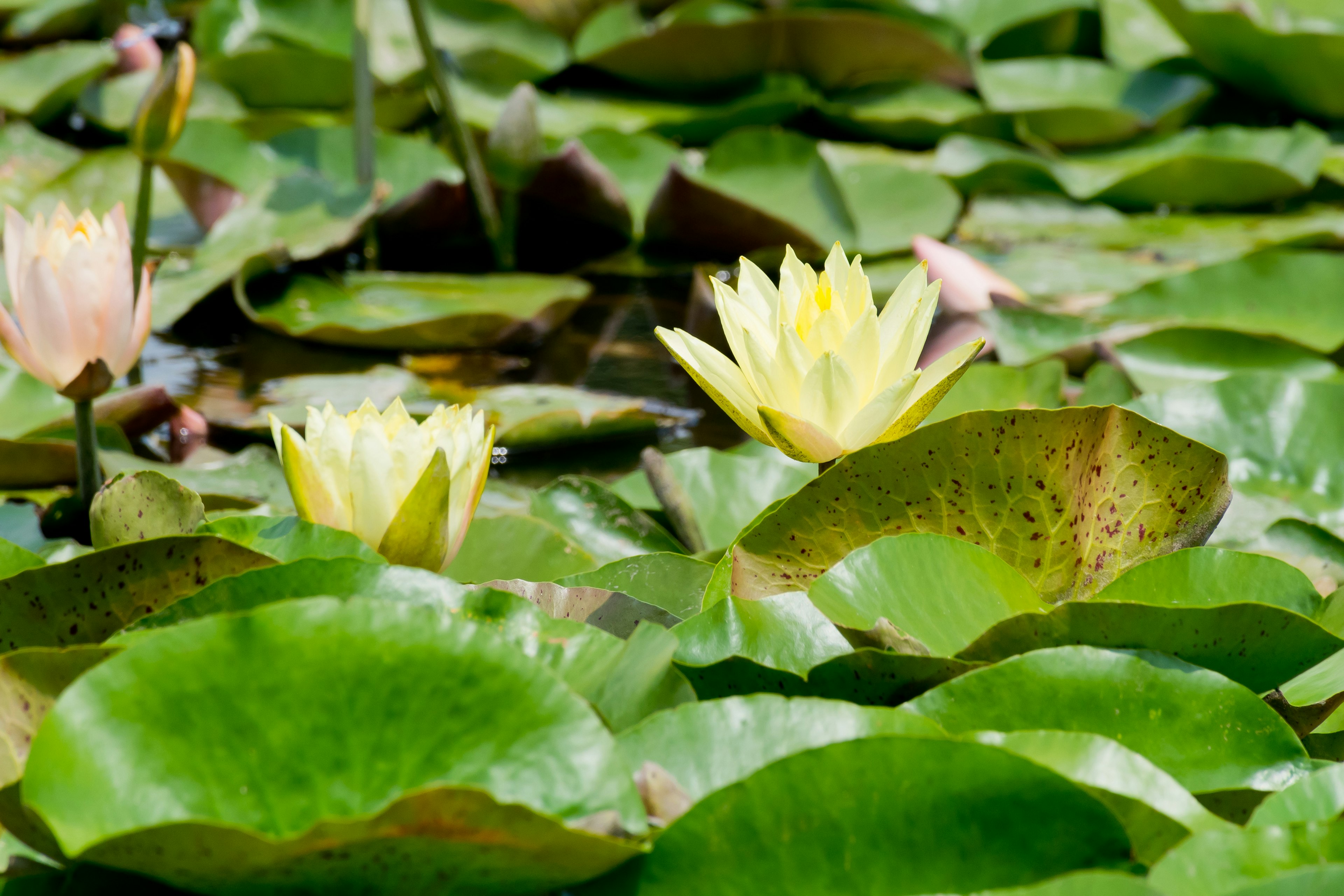 Nénuphars jaunes fleurissant parmi des feuilles de nénuphar vert