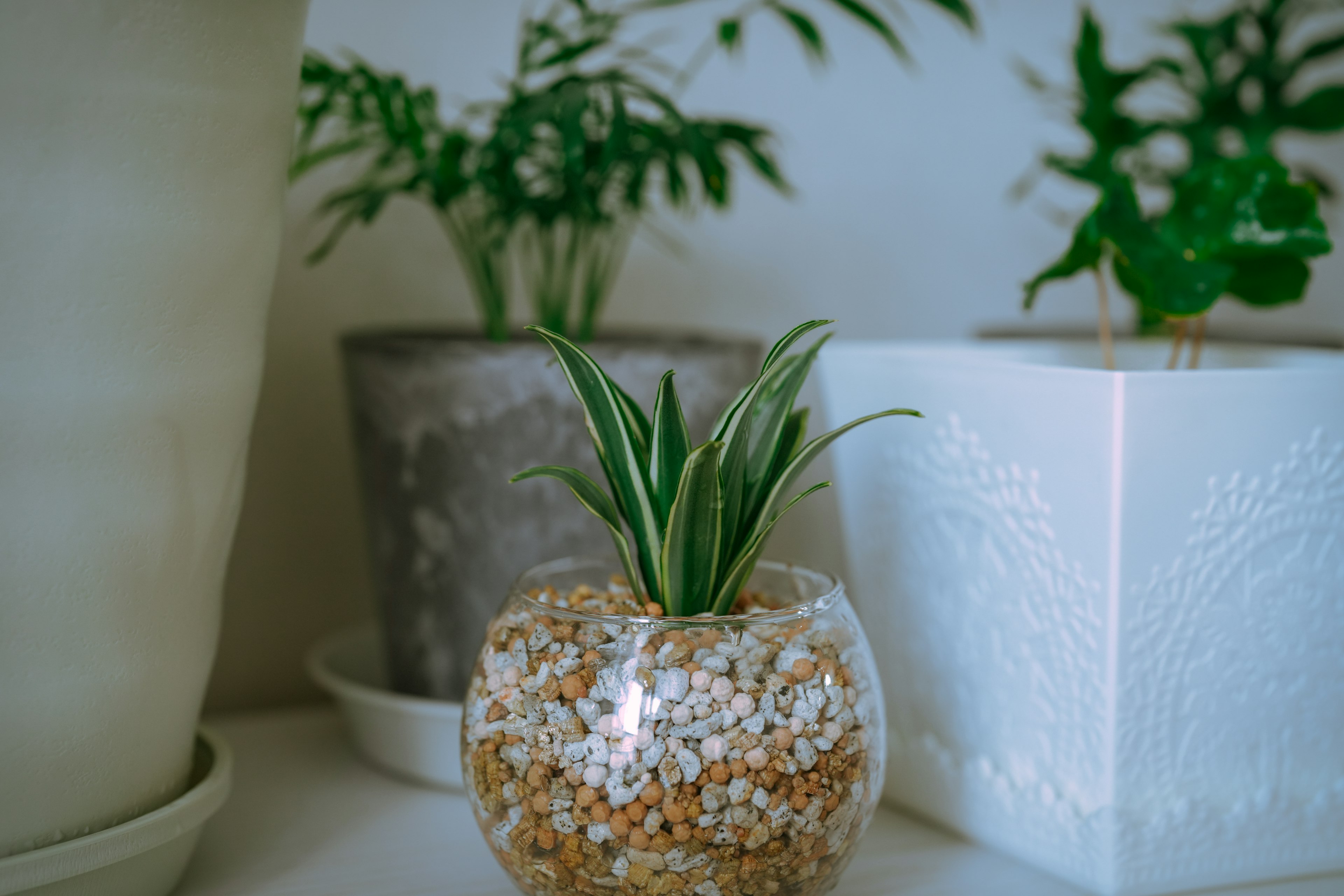 A small glass pot with a plant and decorative stones beside larger white and gray planters