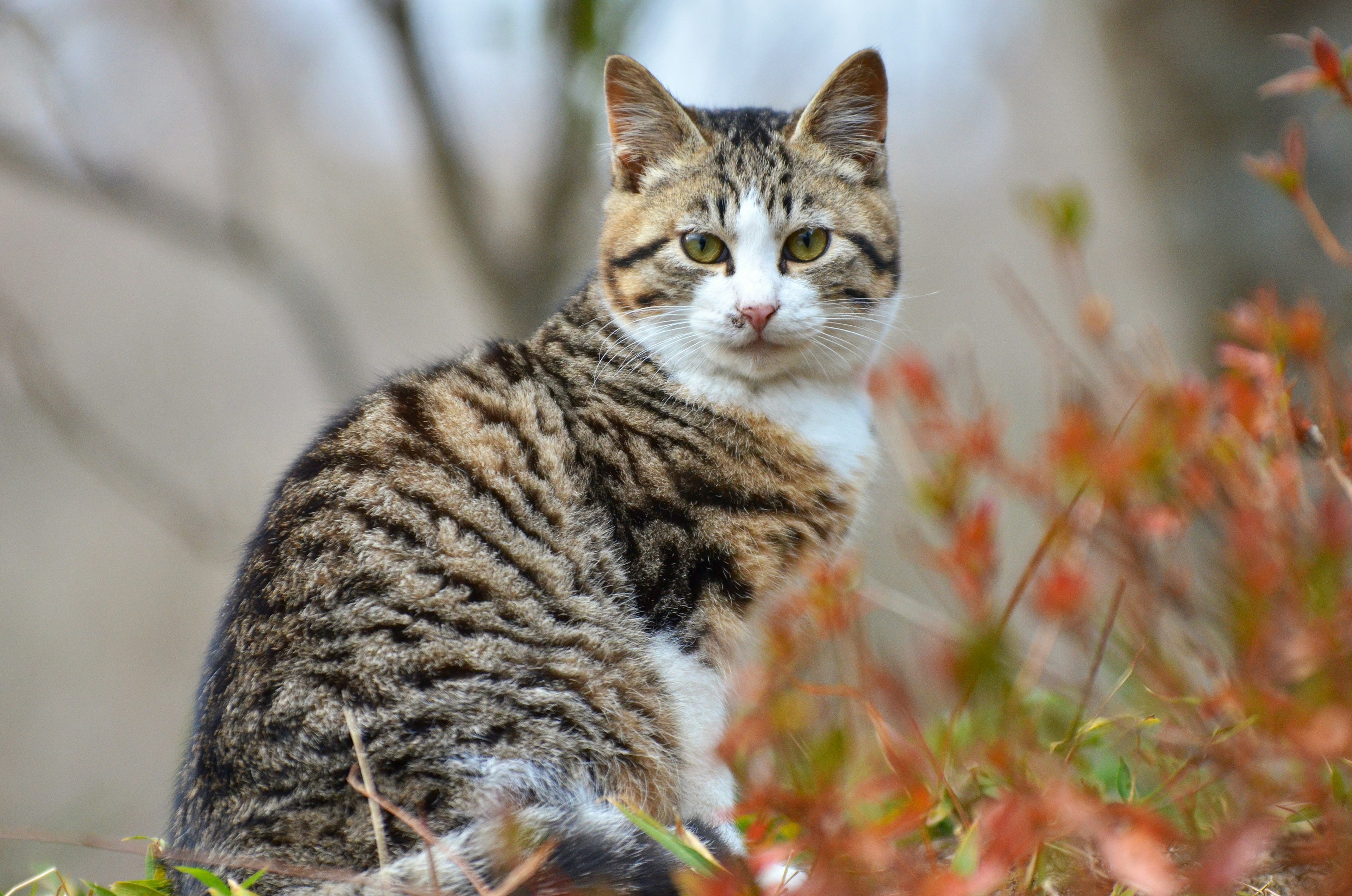 Striped cat sitting on grass looking back