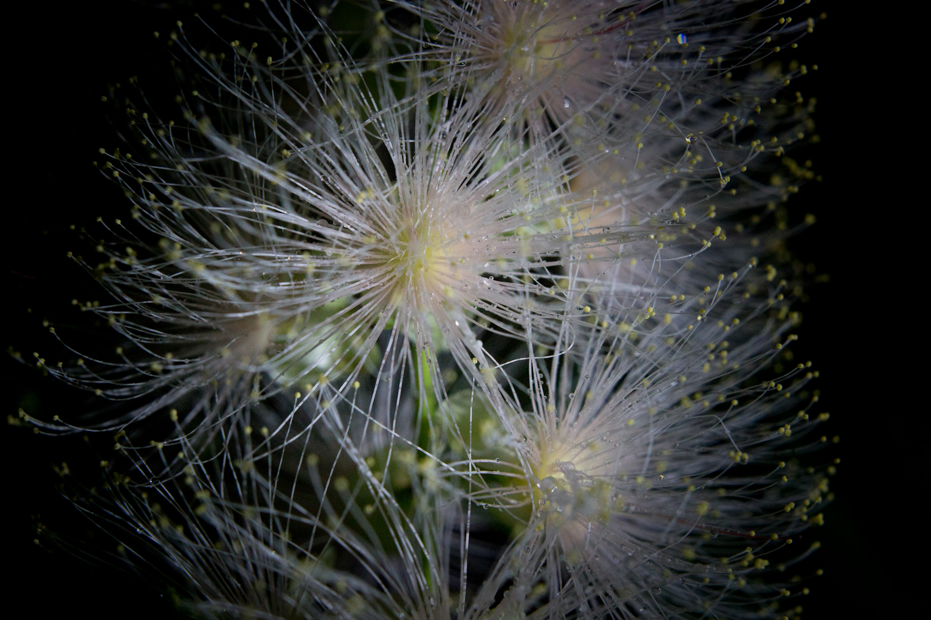 白色花朵状植物的特写，光滑的细茎和柔软的花瓣