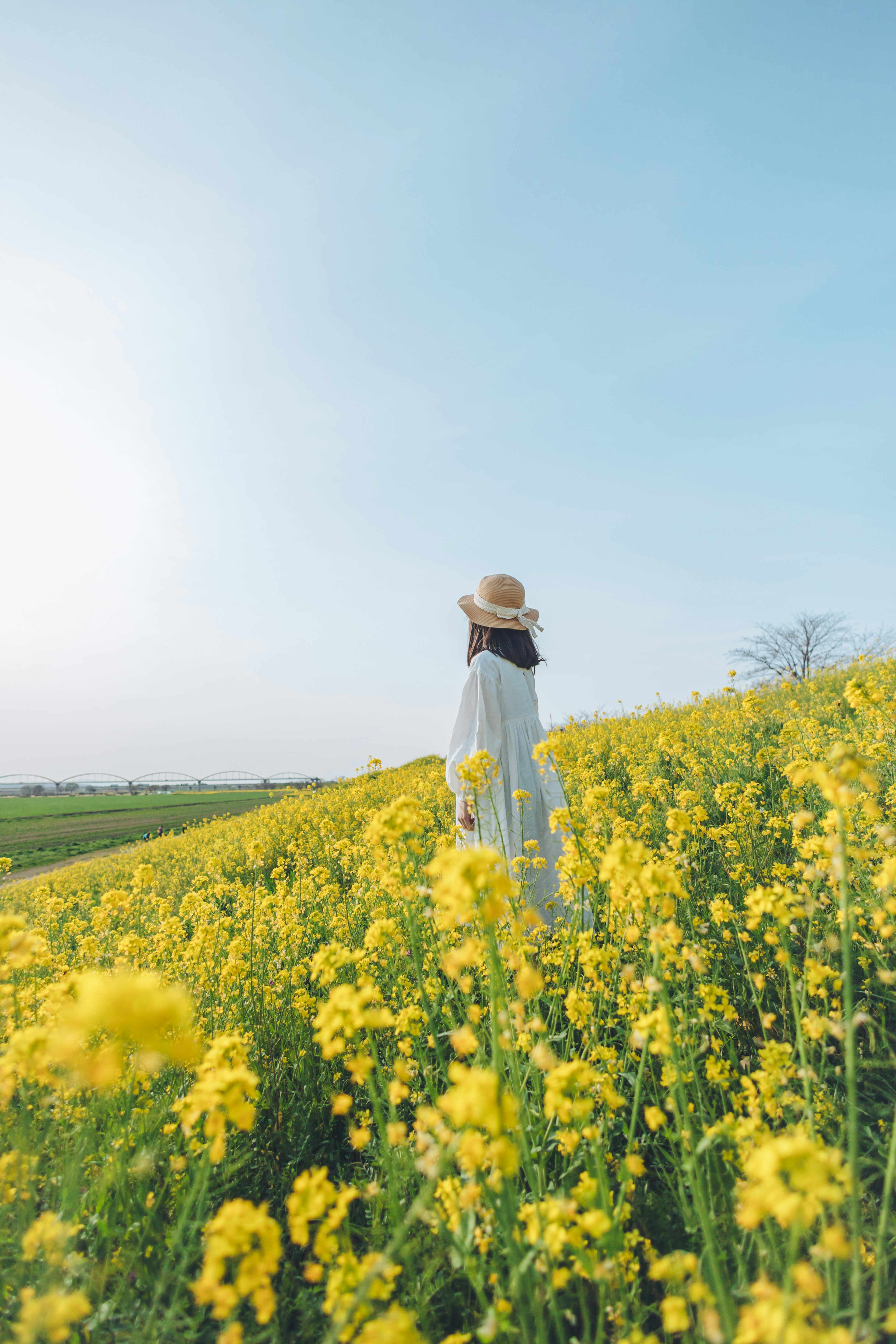 黄色い花畑の中を歩く女性の後ろ姿