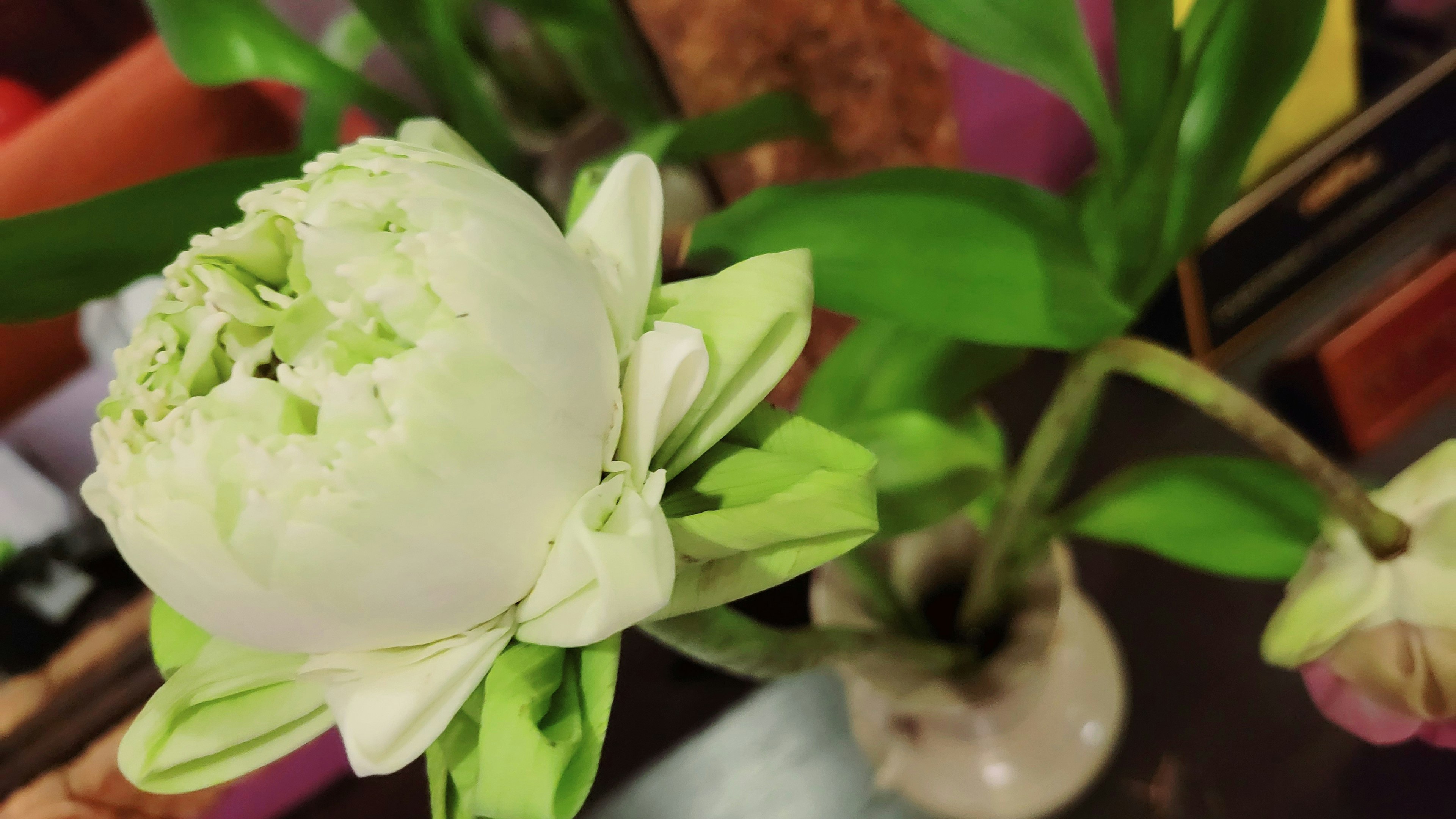 Une fleur blanche avec des feuilles vertes dans un vase