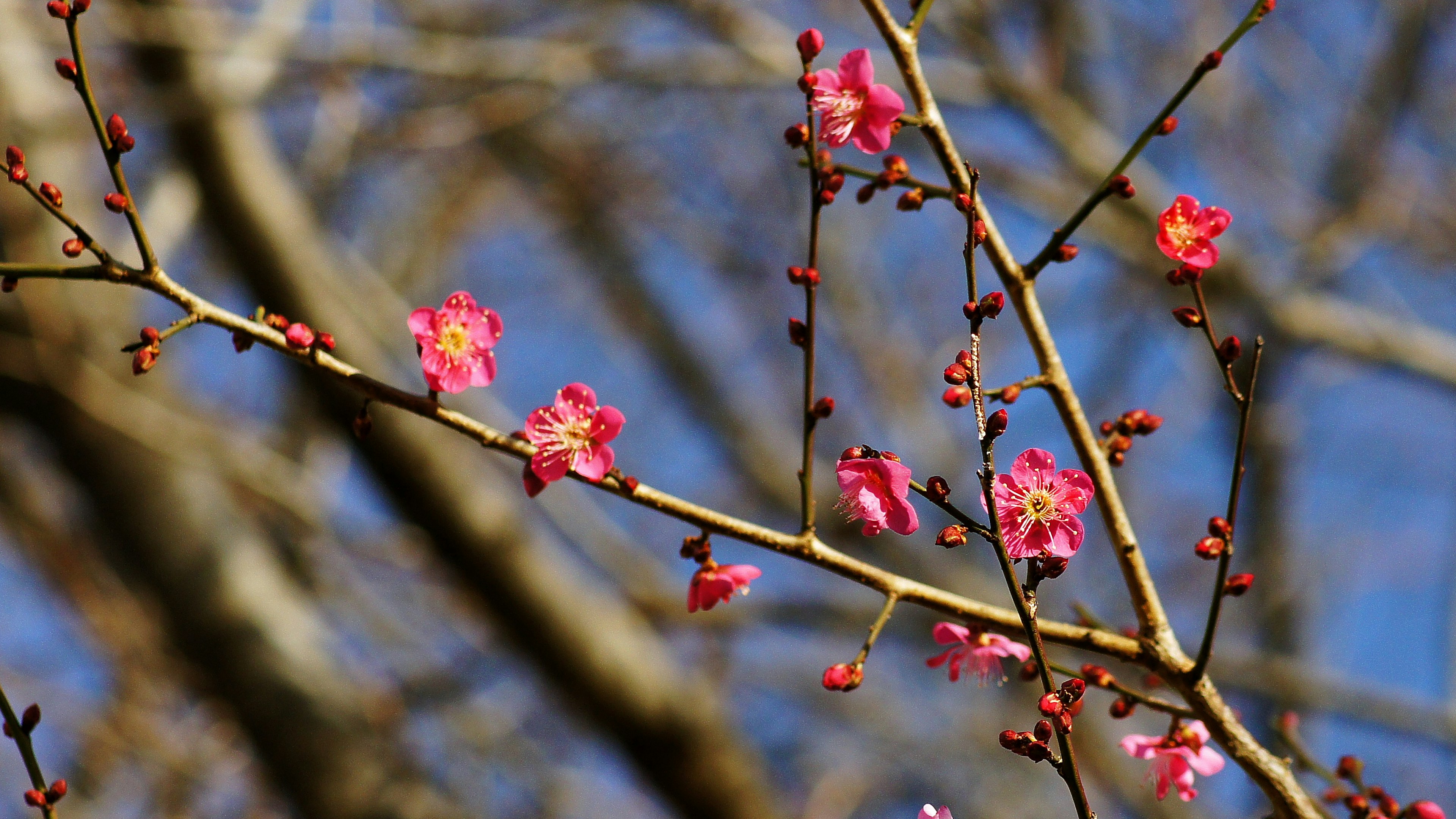 Zweig mit Kirschblüten vor blauem Himmel