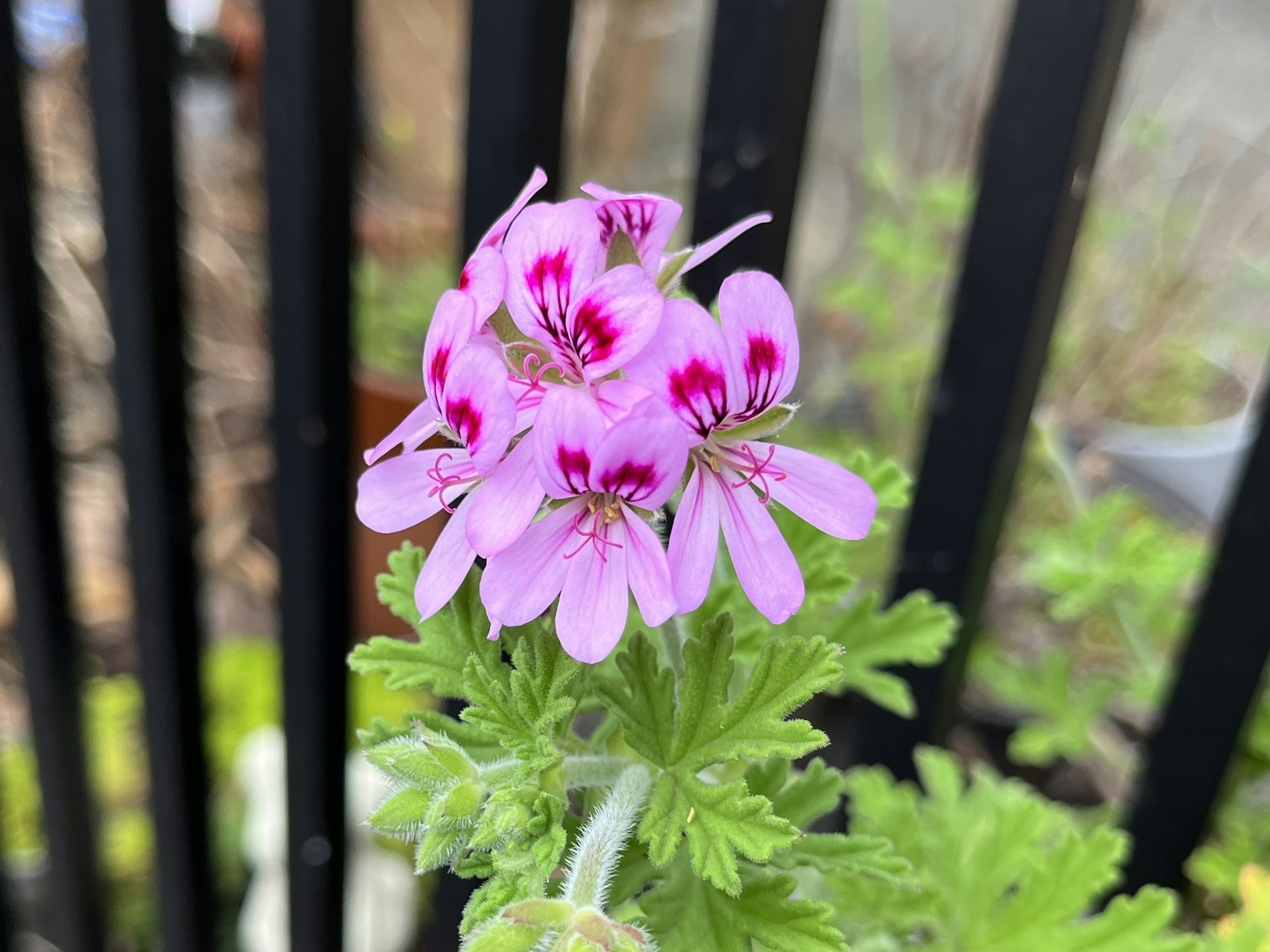 Flor rosa con marcas moradas frente a una cerca negra