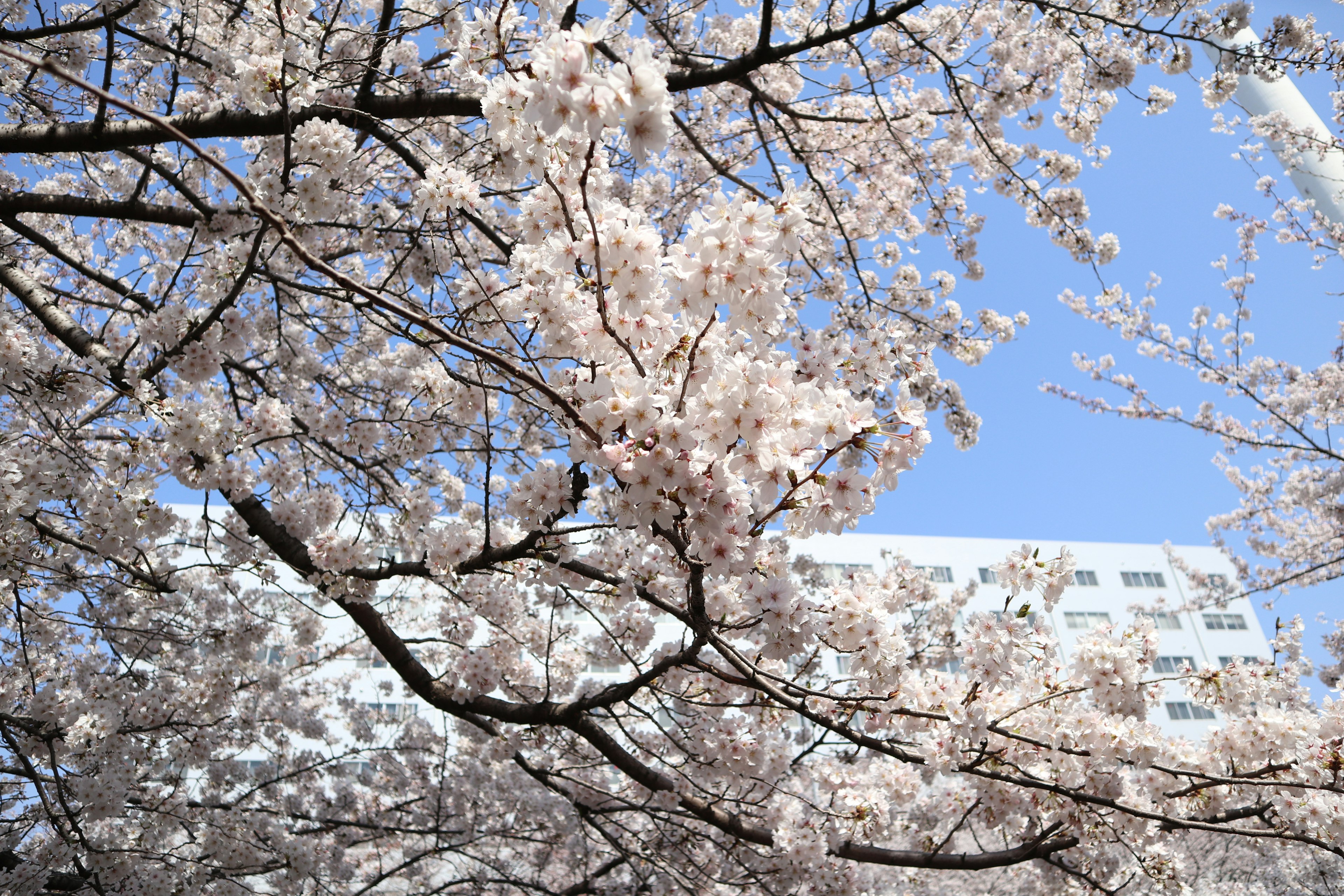 Cabang bunga sakura dengan bunga merah muda di latar belakang langit biru