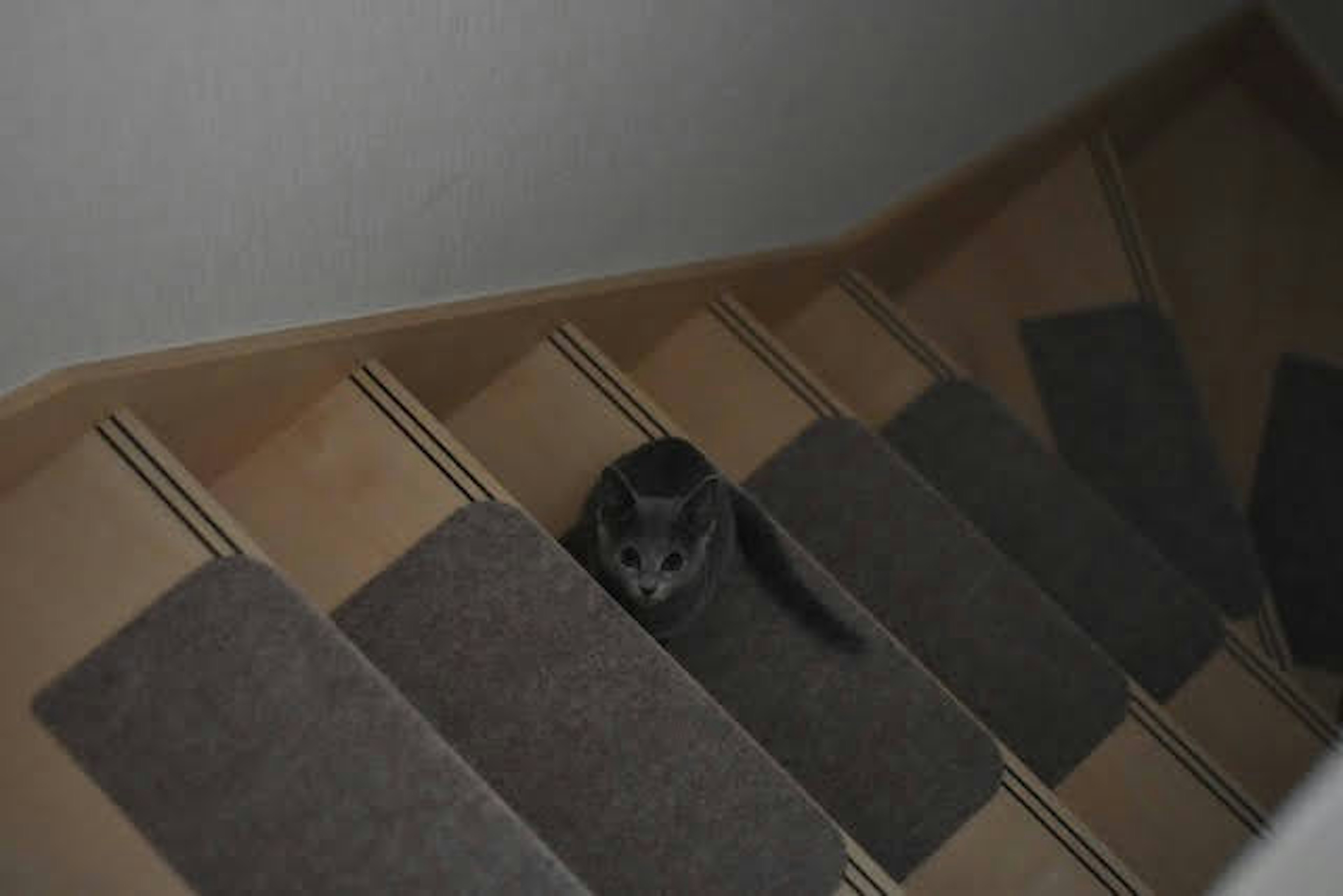 Image of a cat sitting on stairs with light-colored steps and carpets