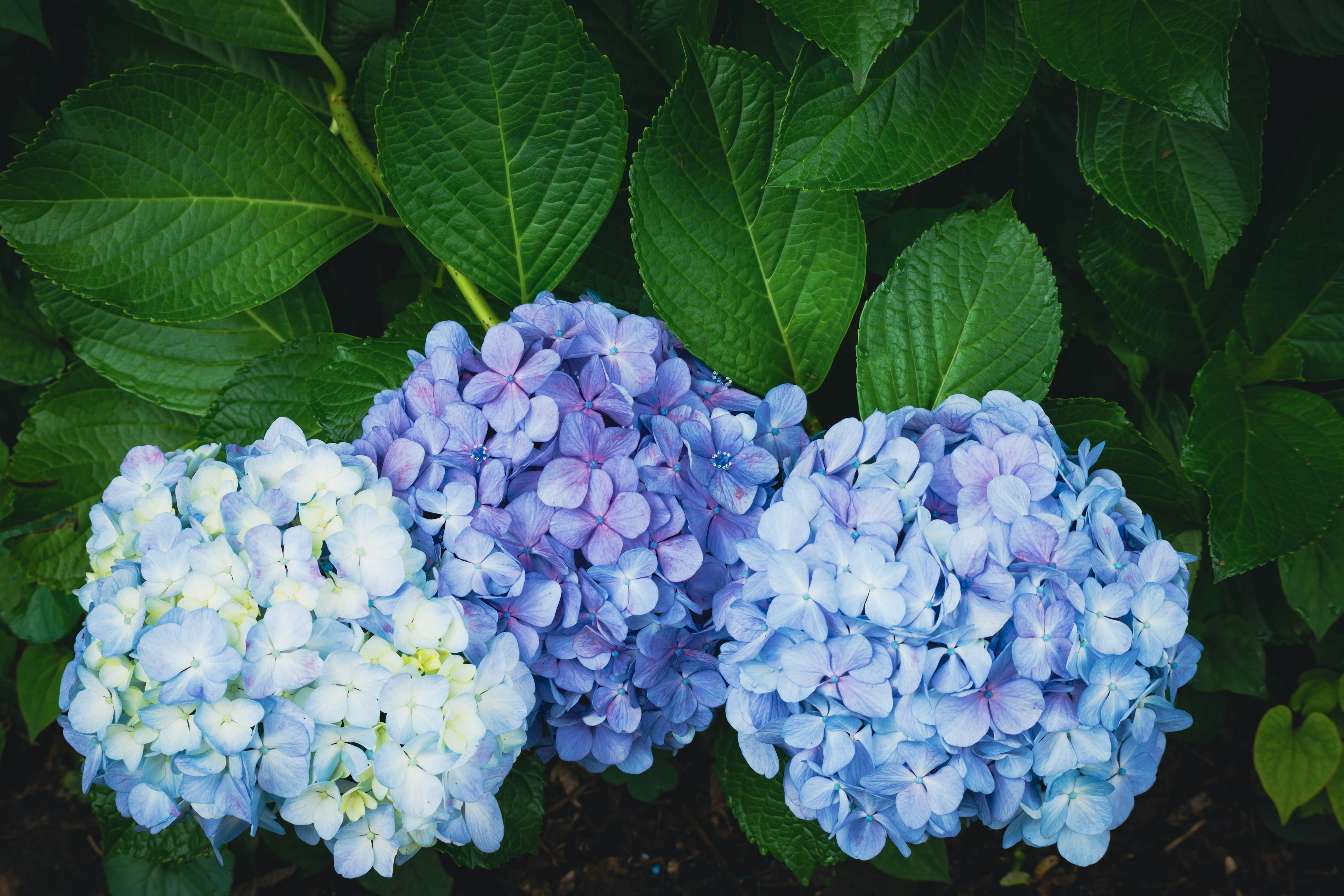 Blue hydrangea flowers with green leaves background