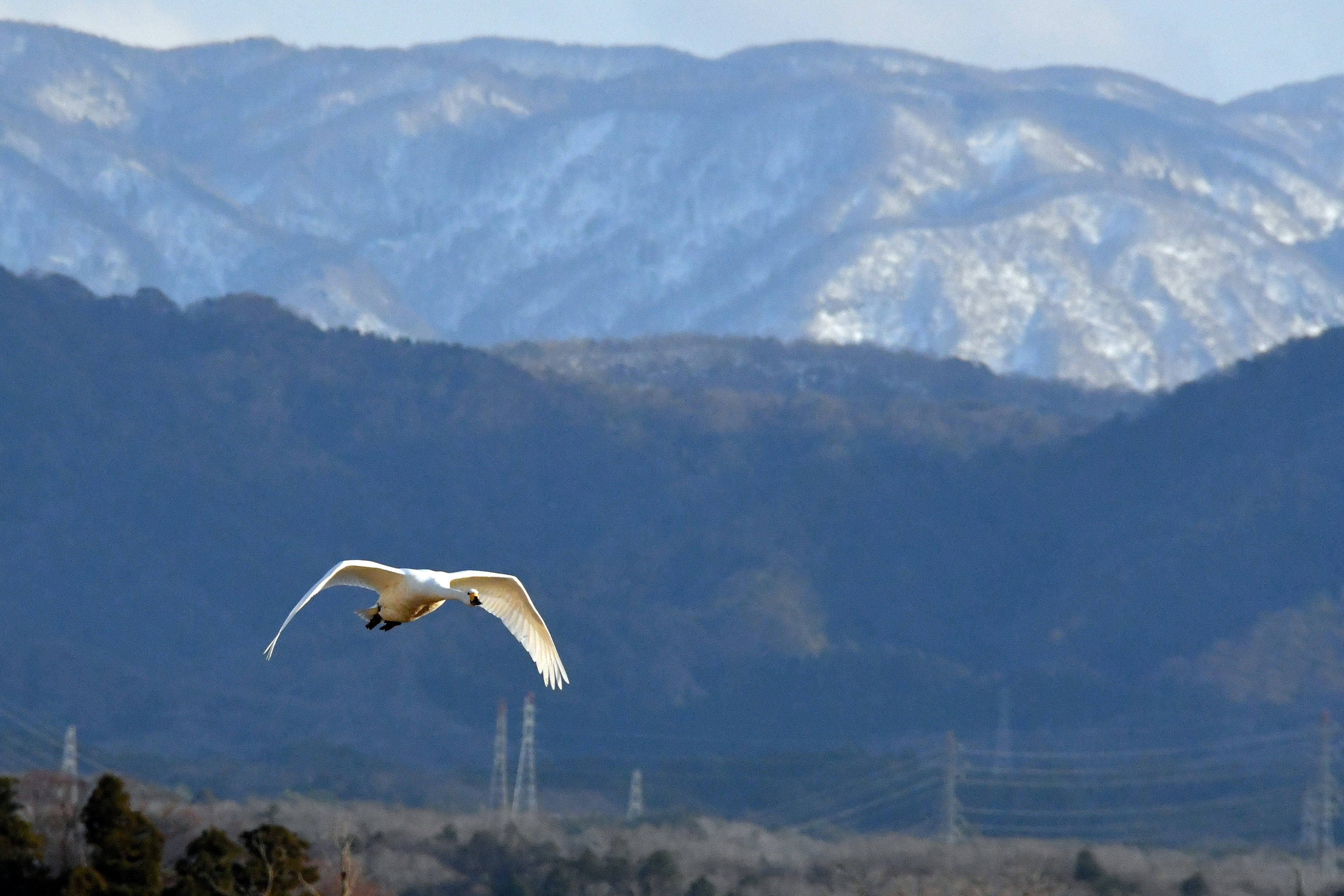 A beautiful swan flying against a backdrop of snow-capped mountains