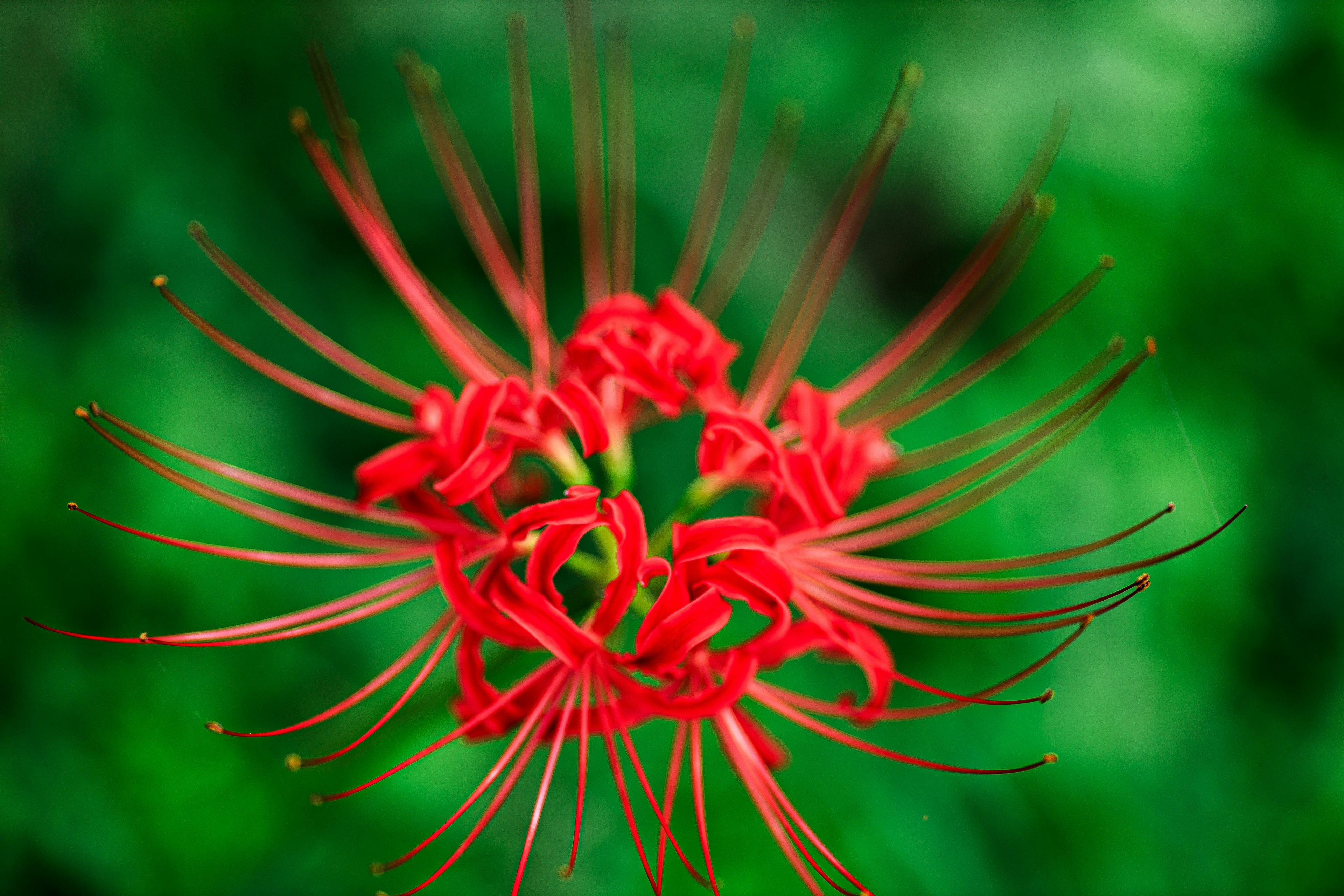 Lebendige rote Spinnenblume blüht vor grünem Hintergrund