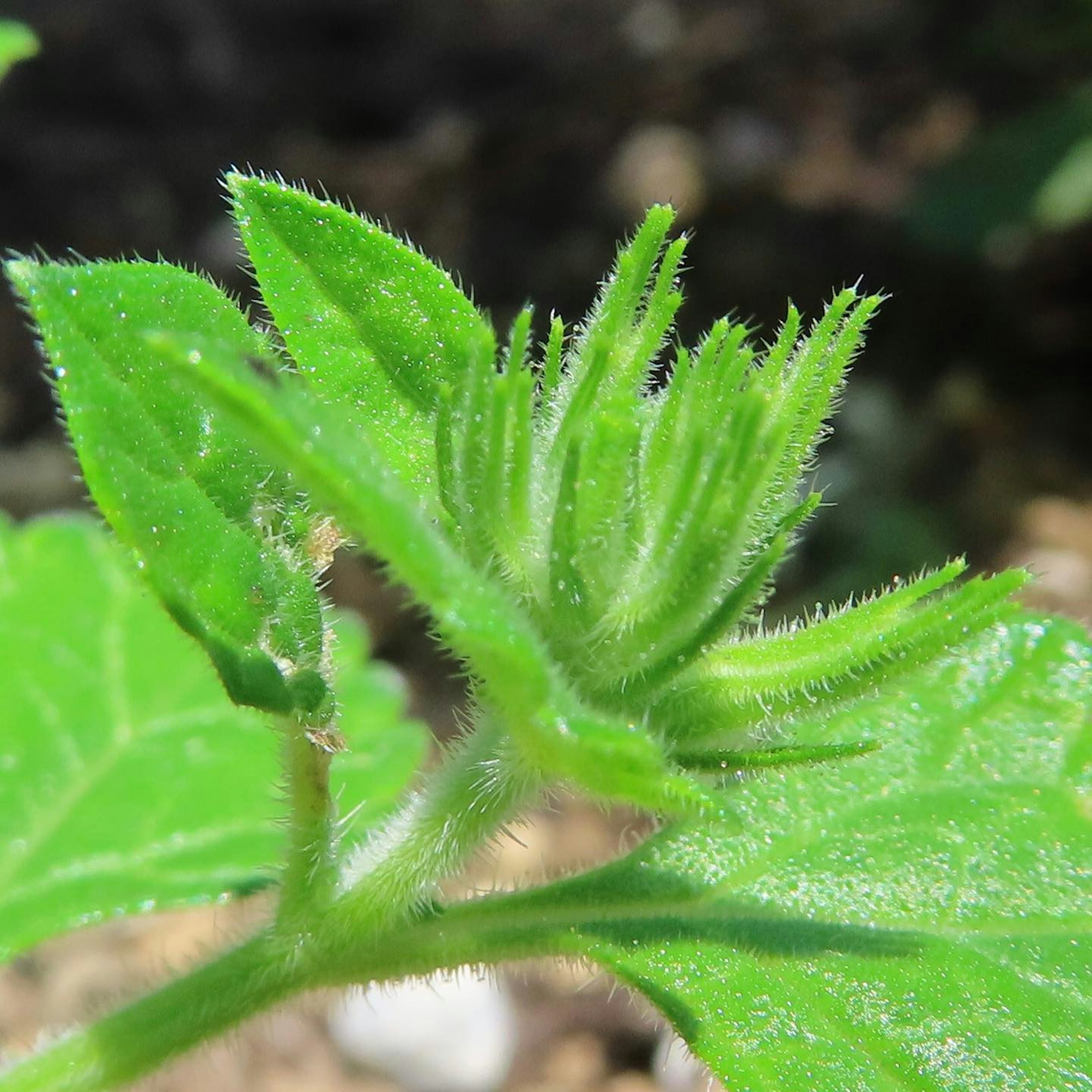 Gambar close-up daun hijau dan tunas muda