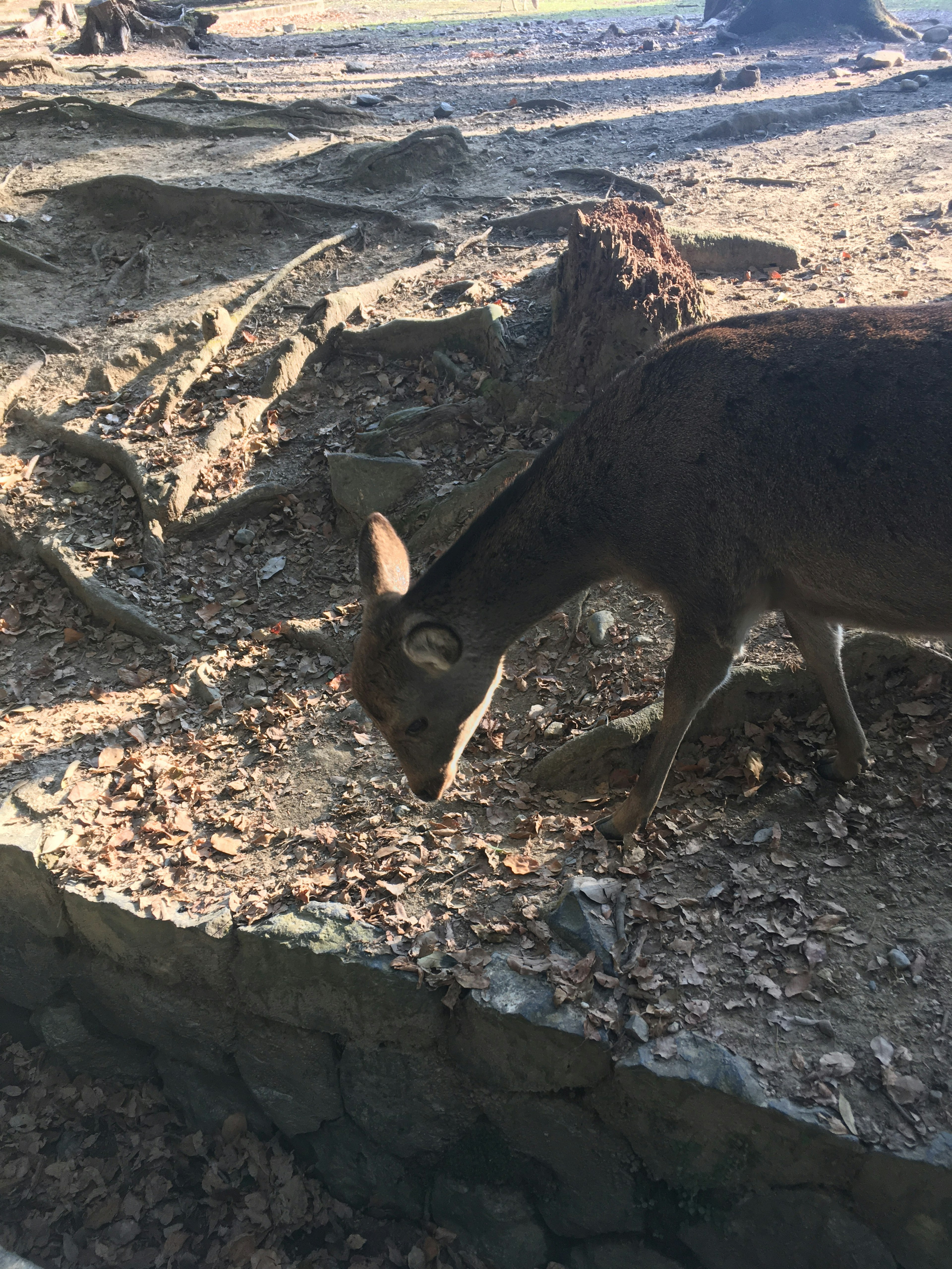 A deer walking on fallen leaves in a forest setting