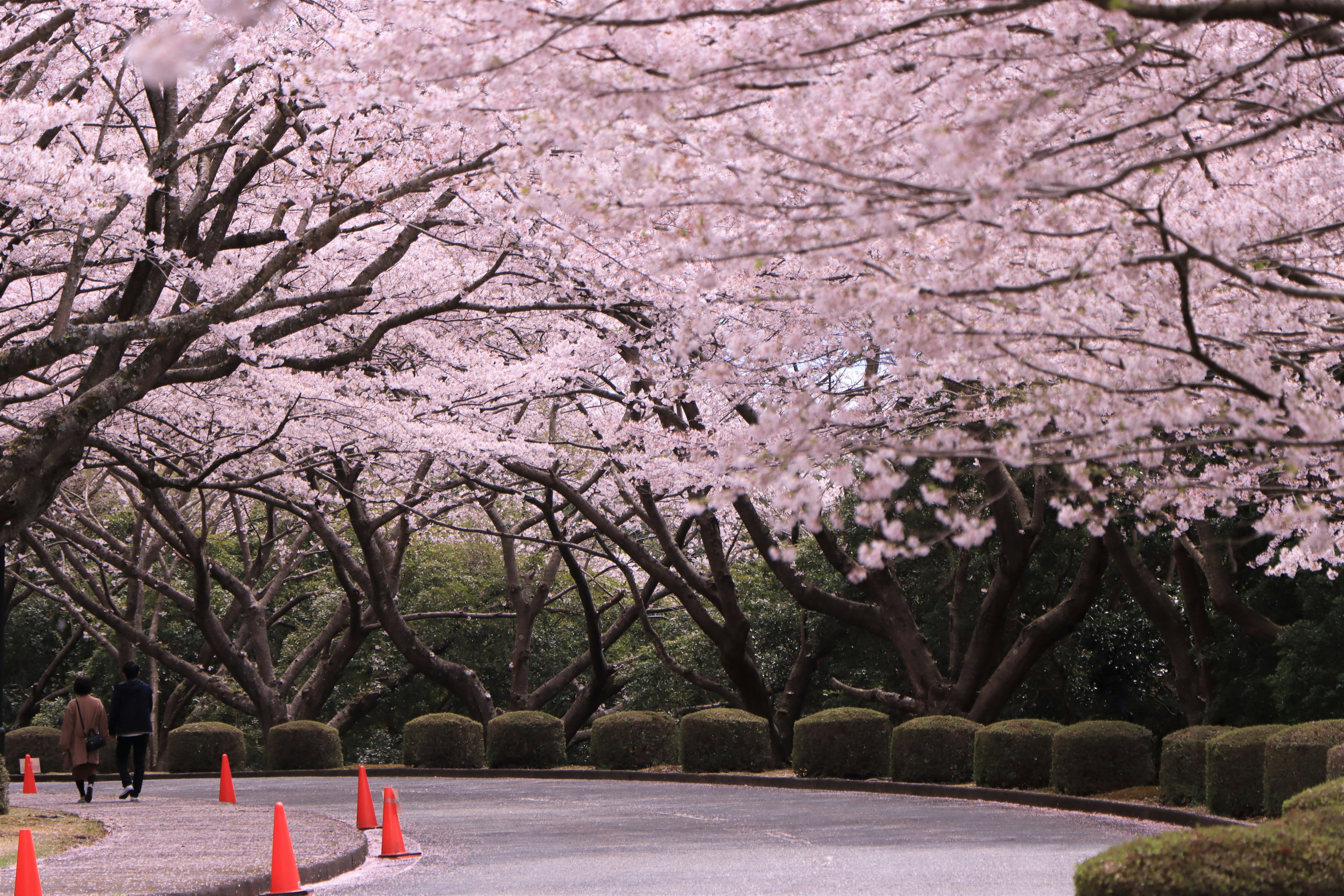 Beautiful road lined with blooming cherry blossom trees and orange cones