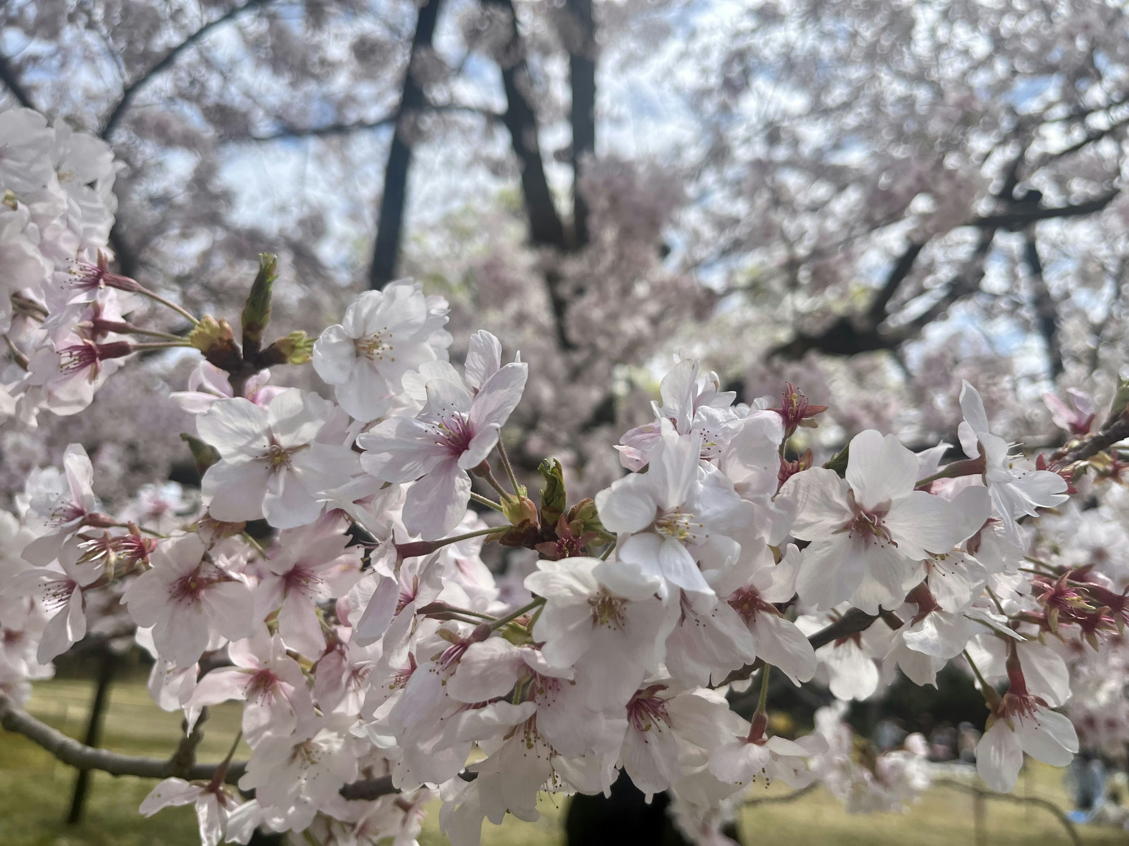 Acercamiento de flores de cerezo en una rama