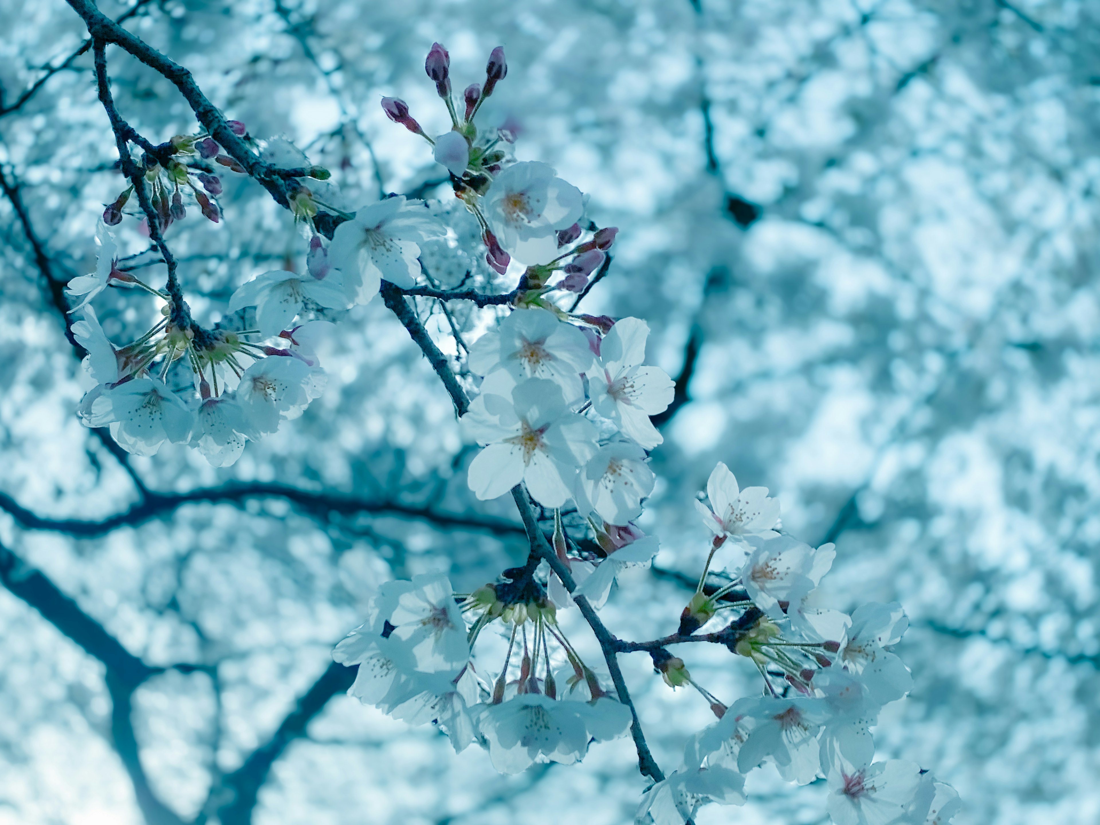 Close-up of cherry blossoms and buds against a blue background