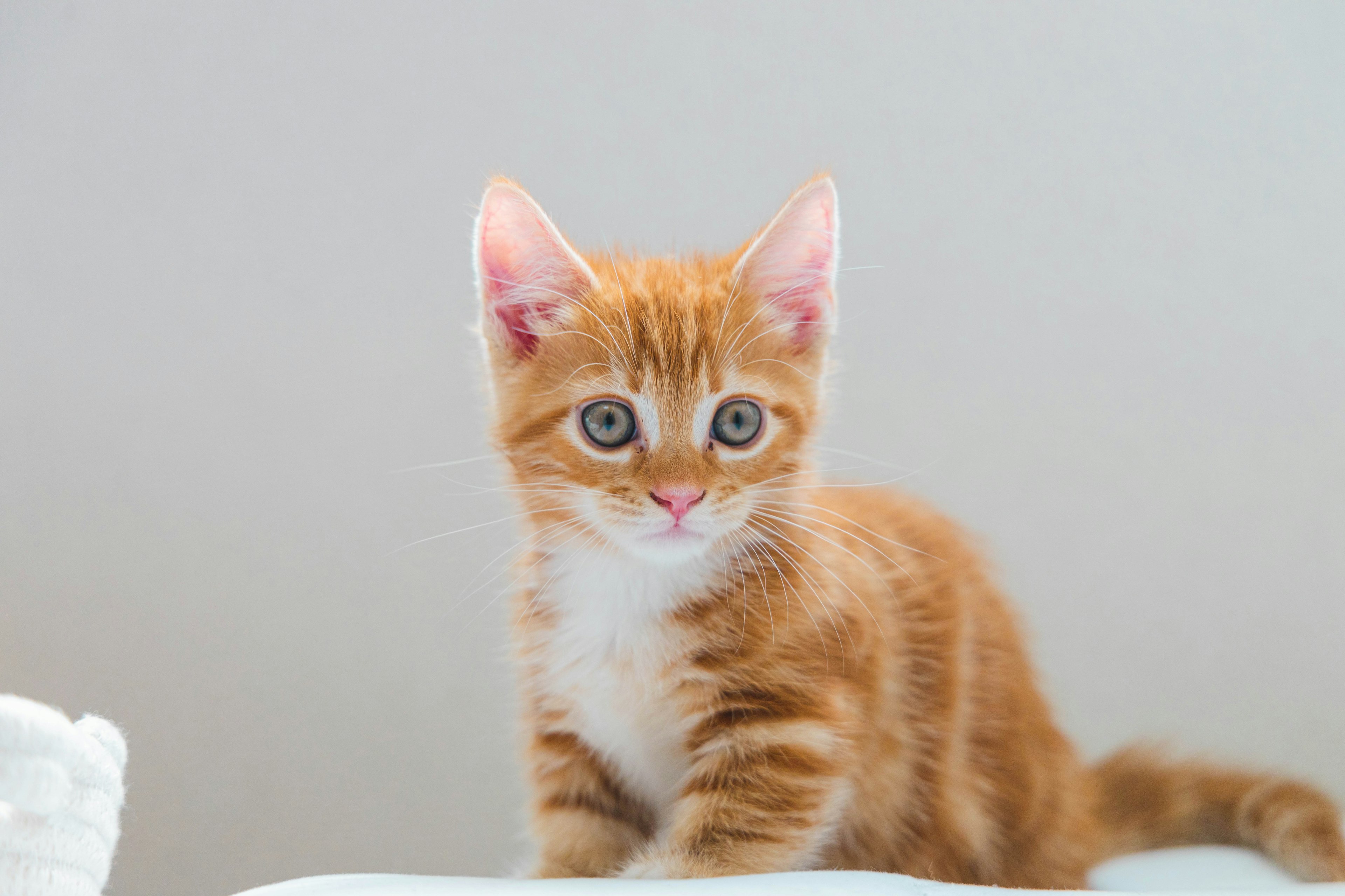 Orange kitten looking at the camera