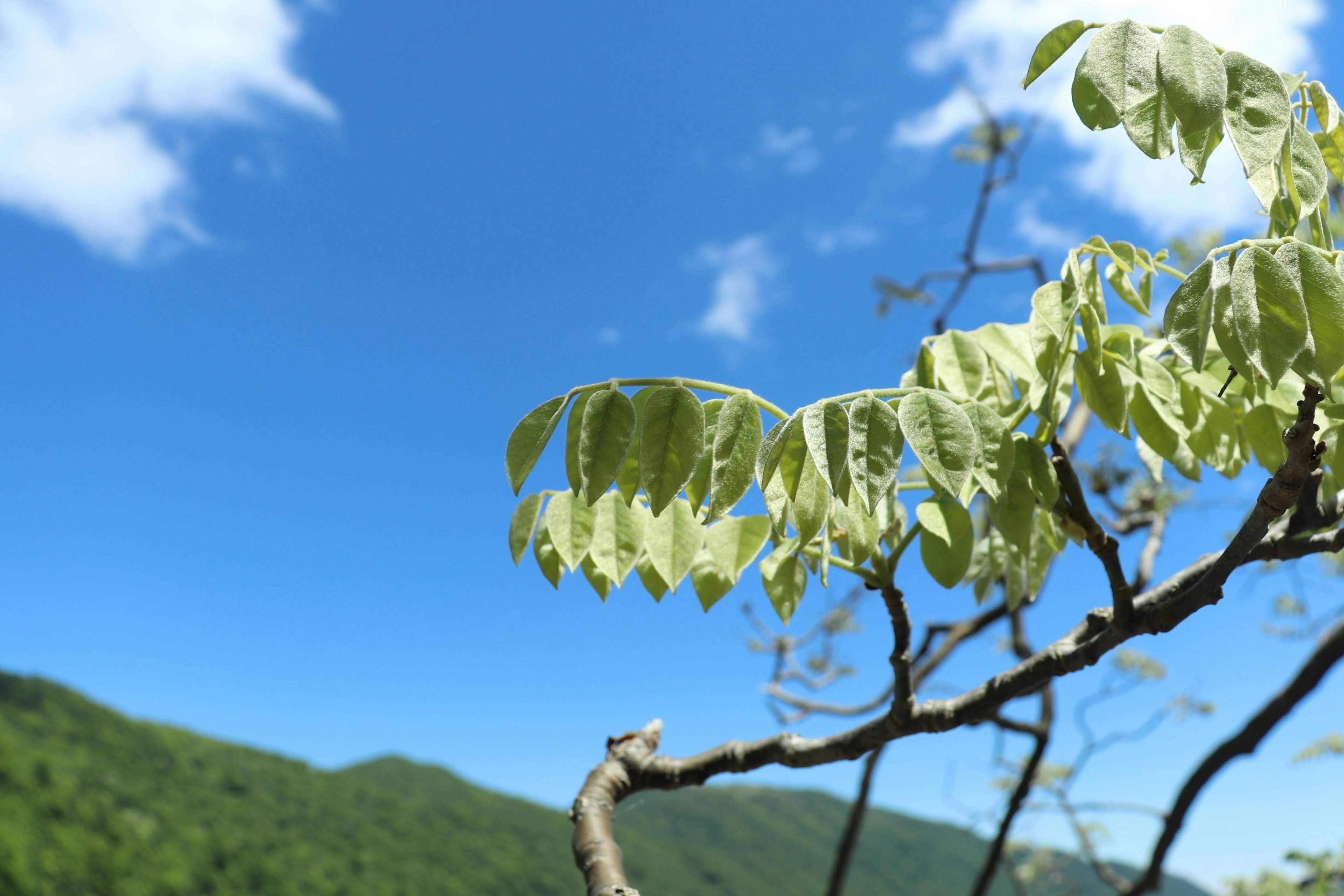 Blätter an einem Ast mit blauem Himmel und grünen Bergen im Hintergrund