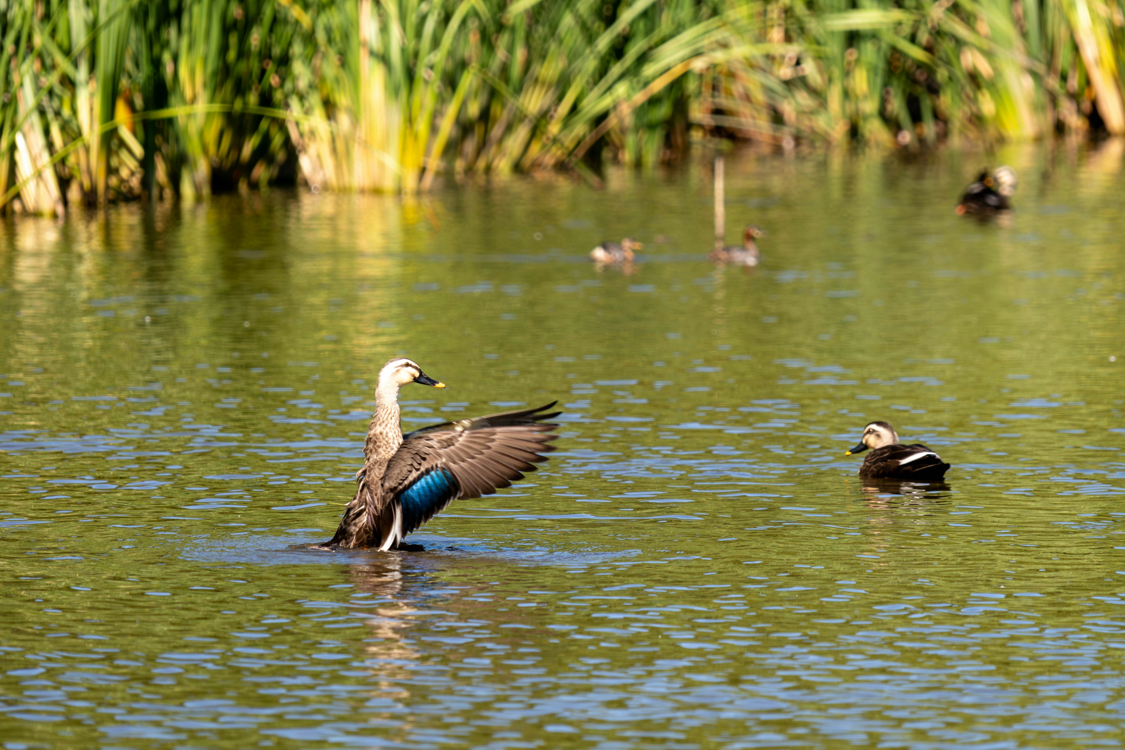 Uno stagno tranquillo con uccelli che galleggiano sull'acqua e erba verde sullo sfondo