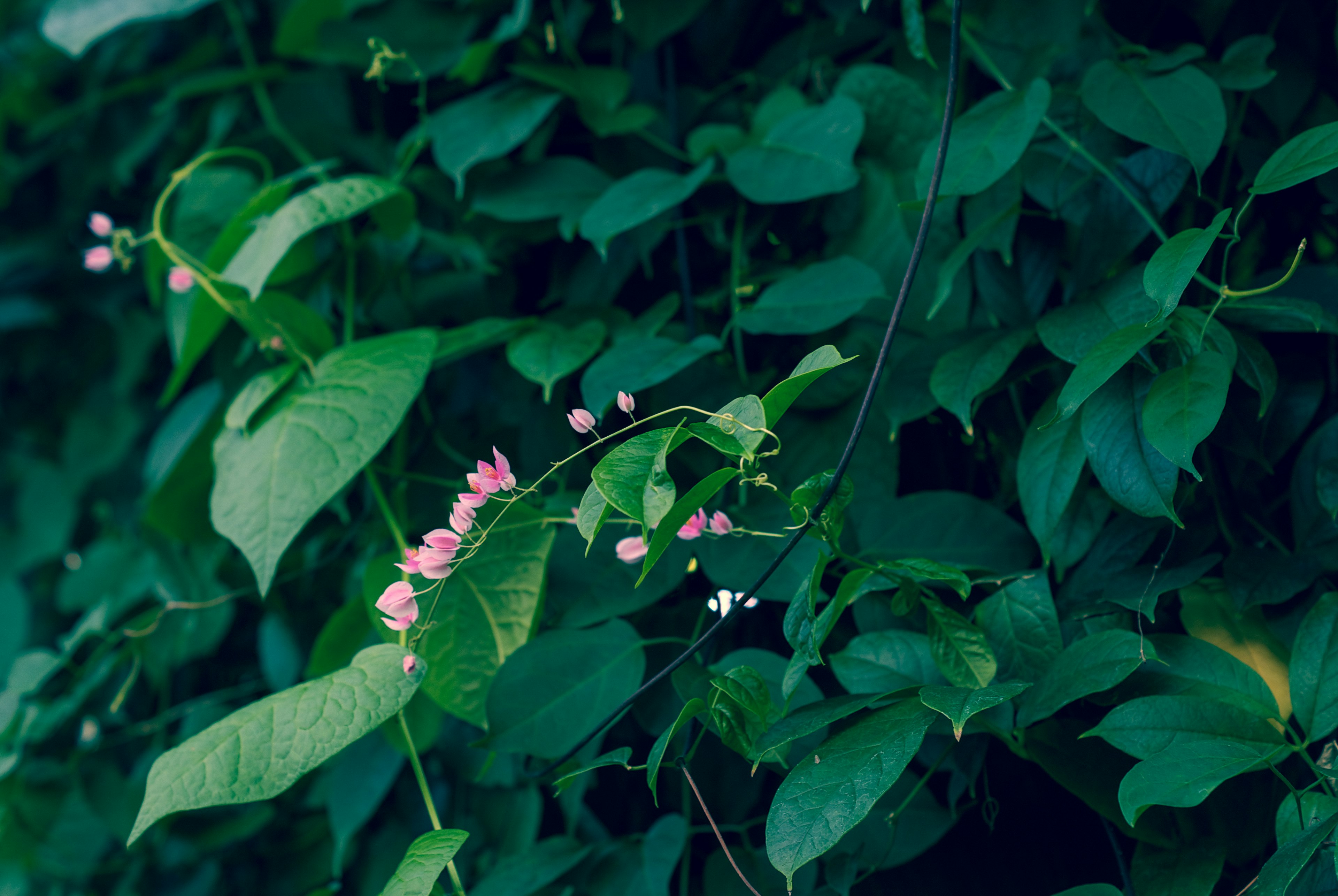 Close-up tanaman dengan daun hijau dan bunga kecil berwarna pink