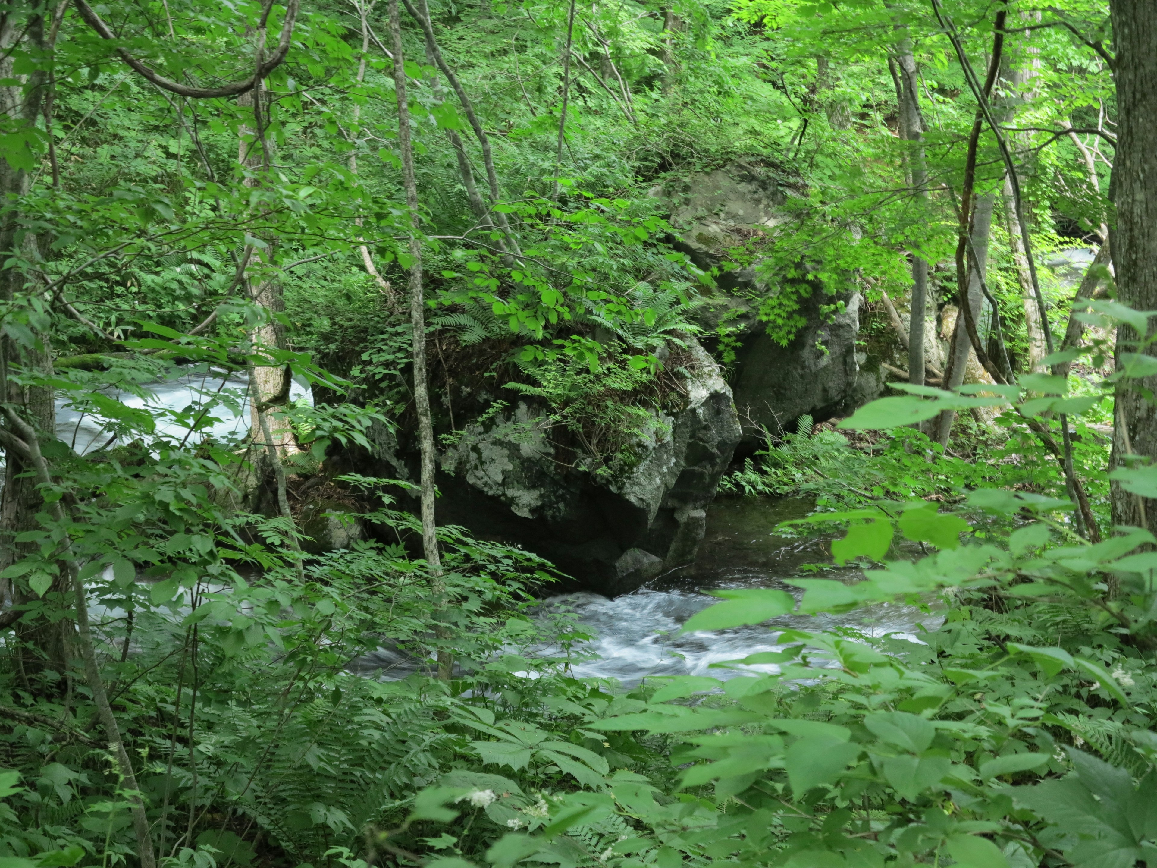 緑の森の中を流れる小川の風景