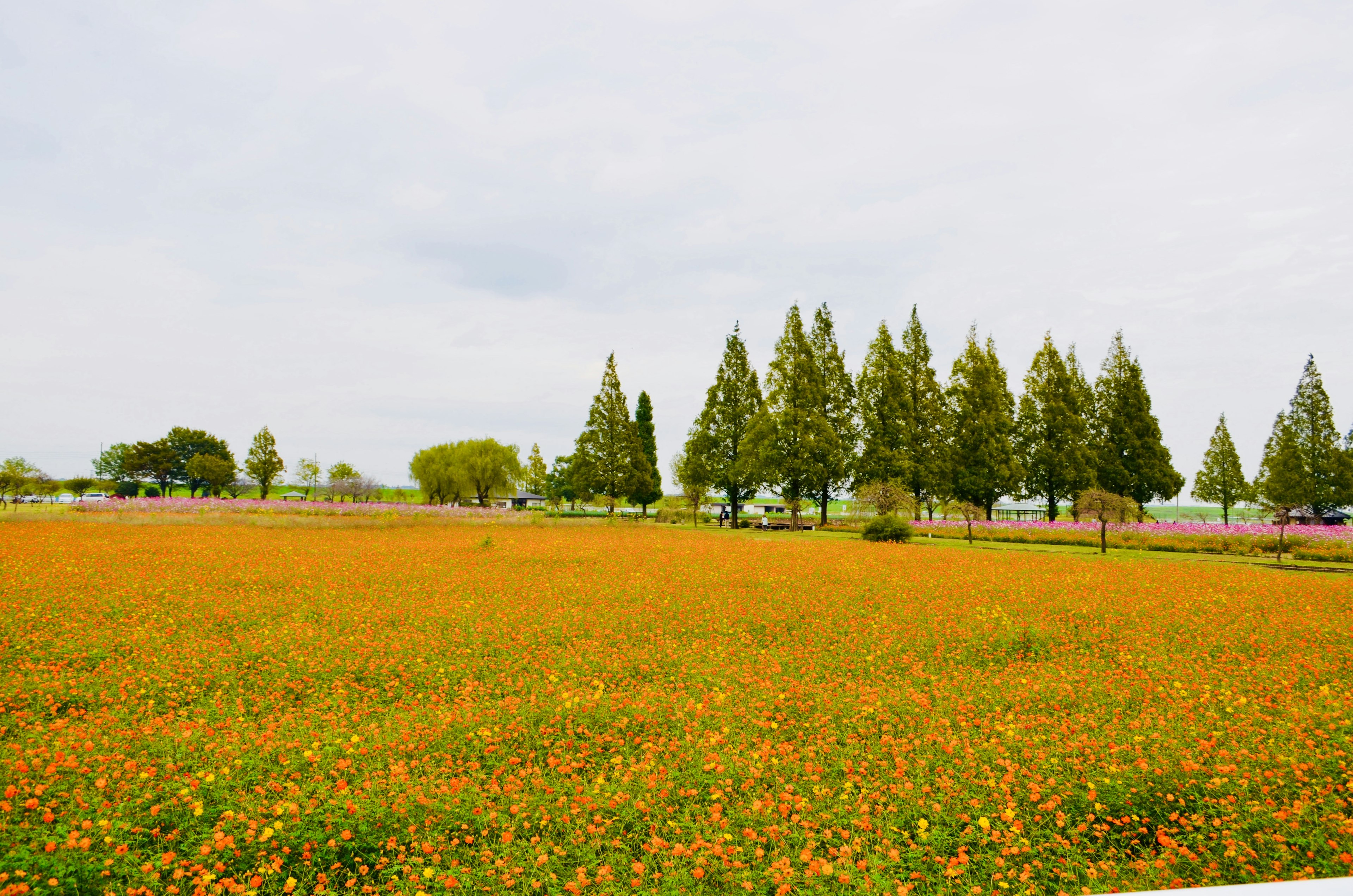 Champ vaste de fleurs orange avec des arbres hauts en arrière-plan