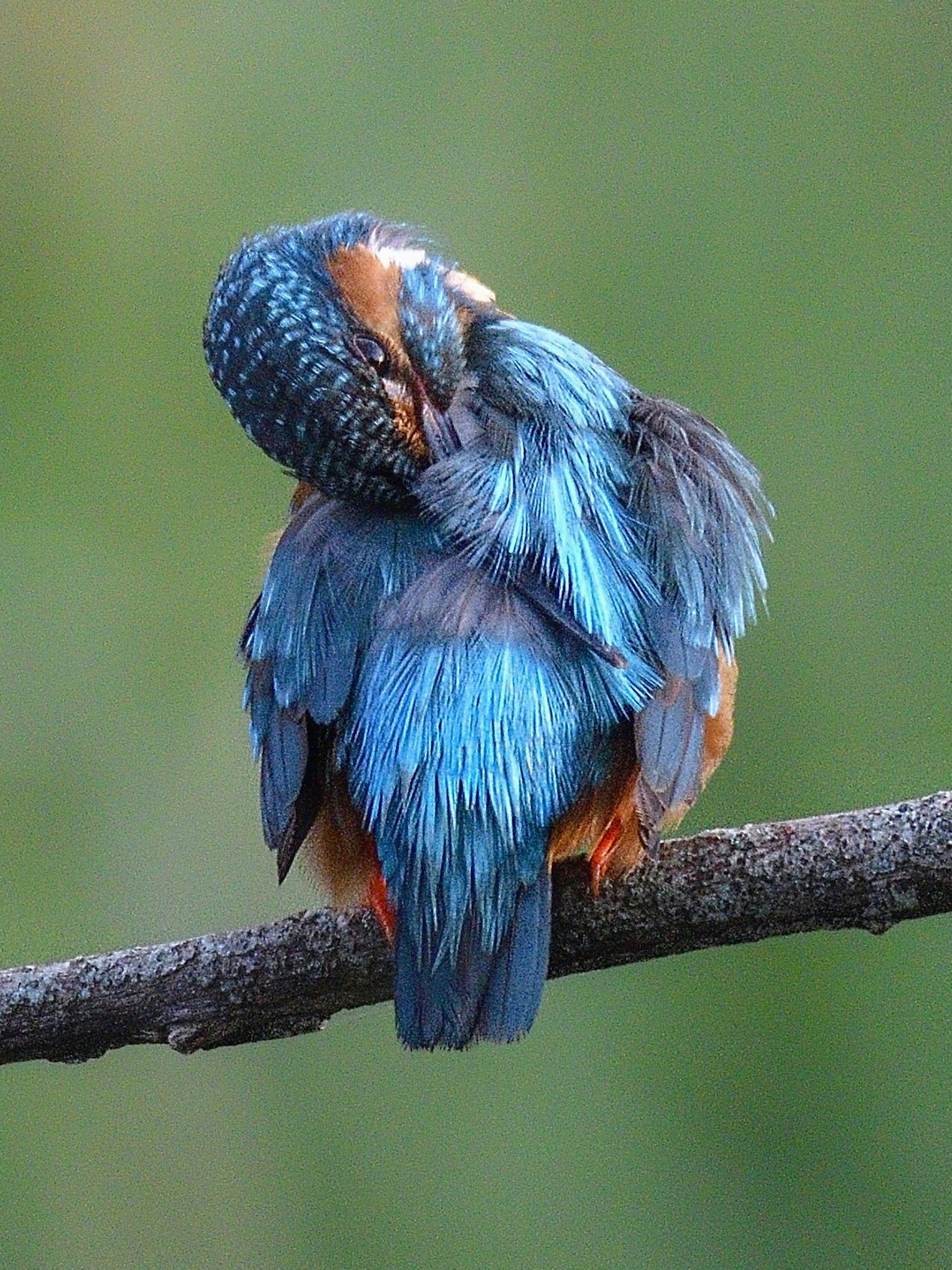 Ein Eisvogel mit lebhaften blauen Federn, der auf einem Ast sitzt und sich putzt