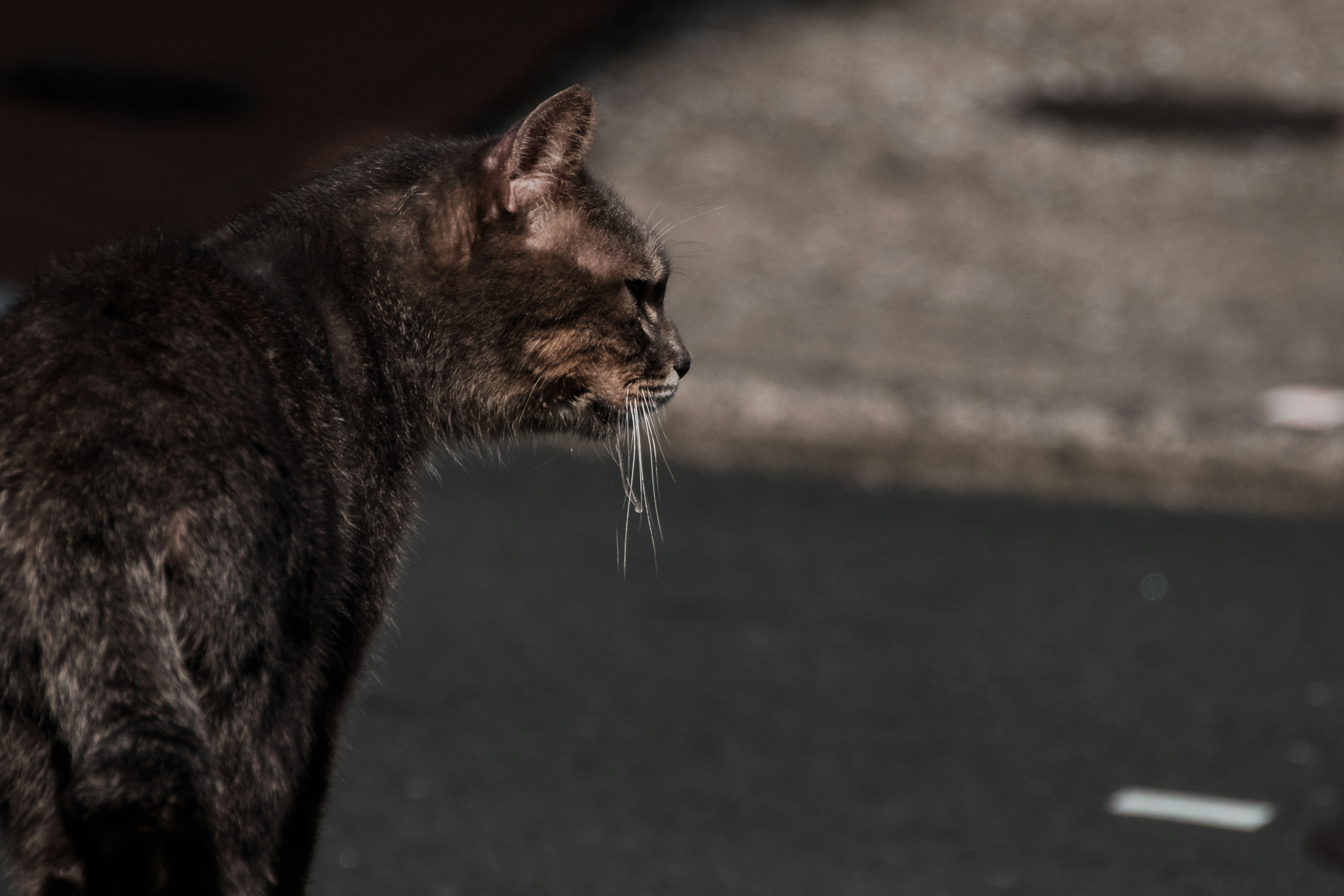 黒い猫が街の道を見つめている