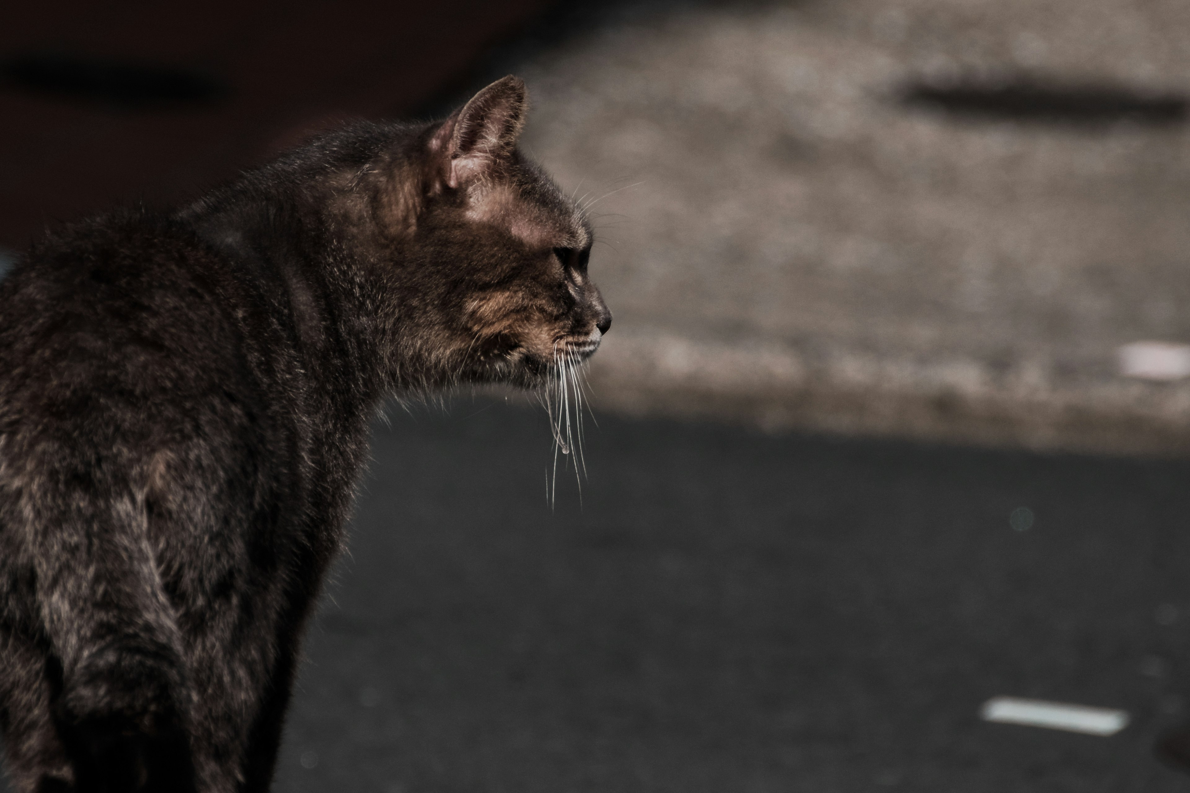 Un chat sombre regardant intensément une rue de la ville