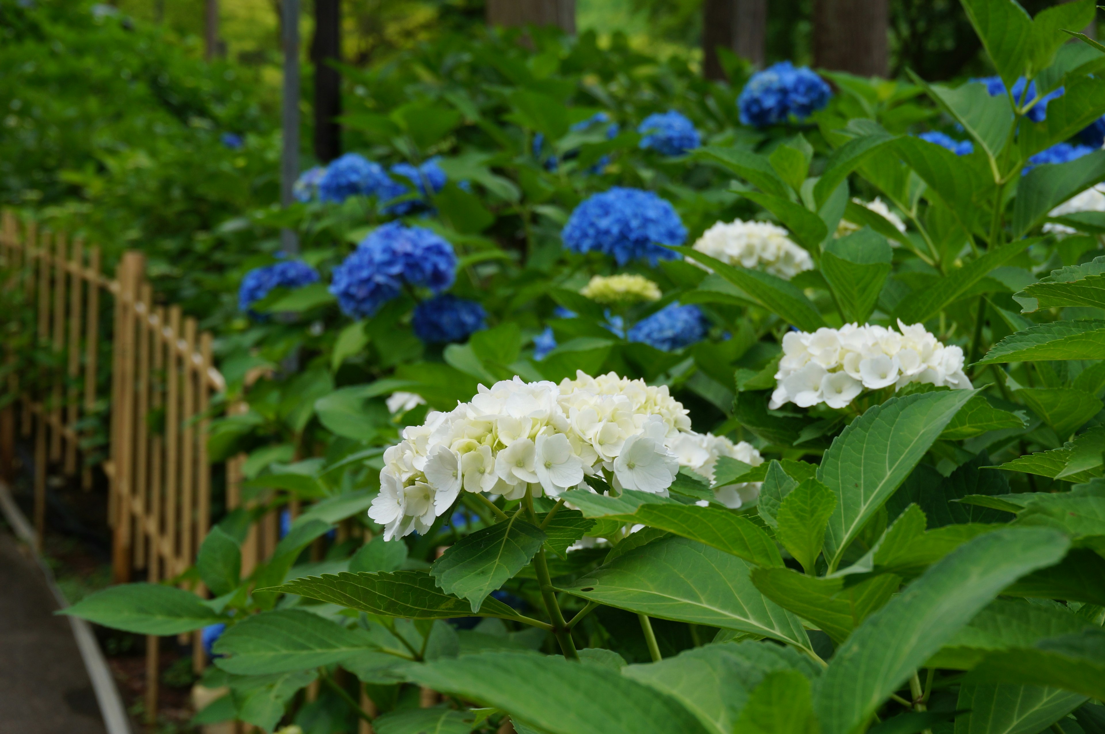 Scène de jardin avec des hortensias bleus et blancs en fleurs