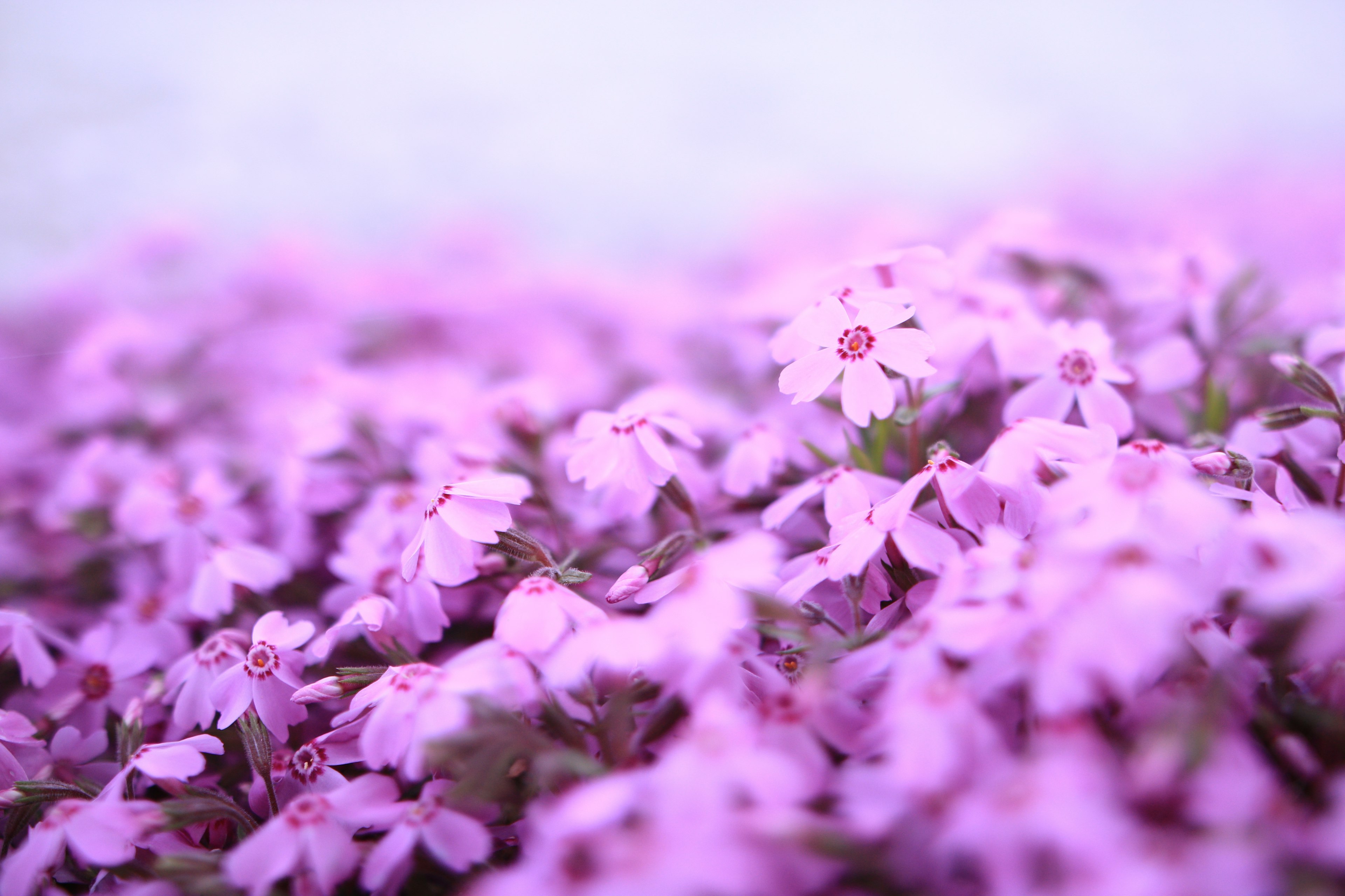 Campo di fiori rosa delicati in fiore