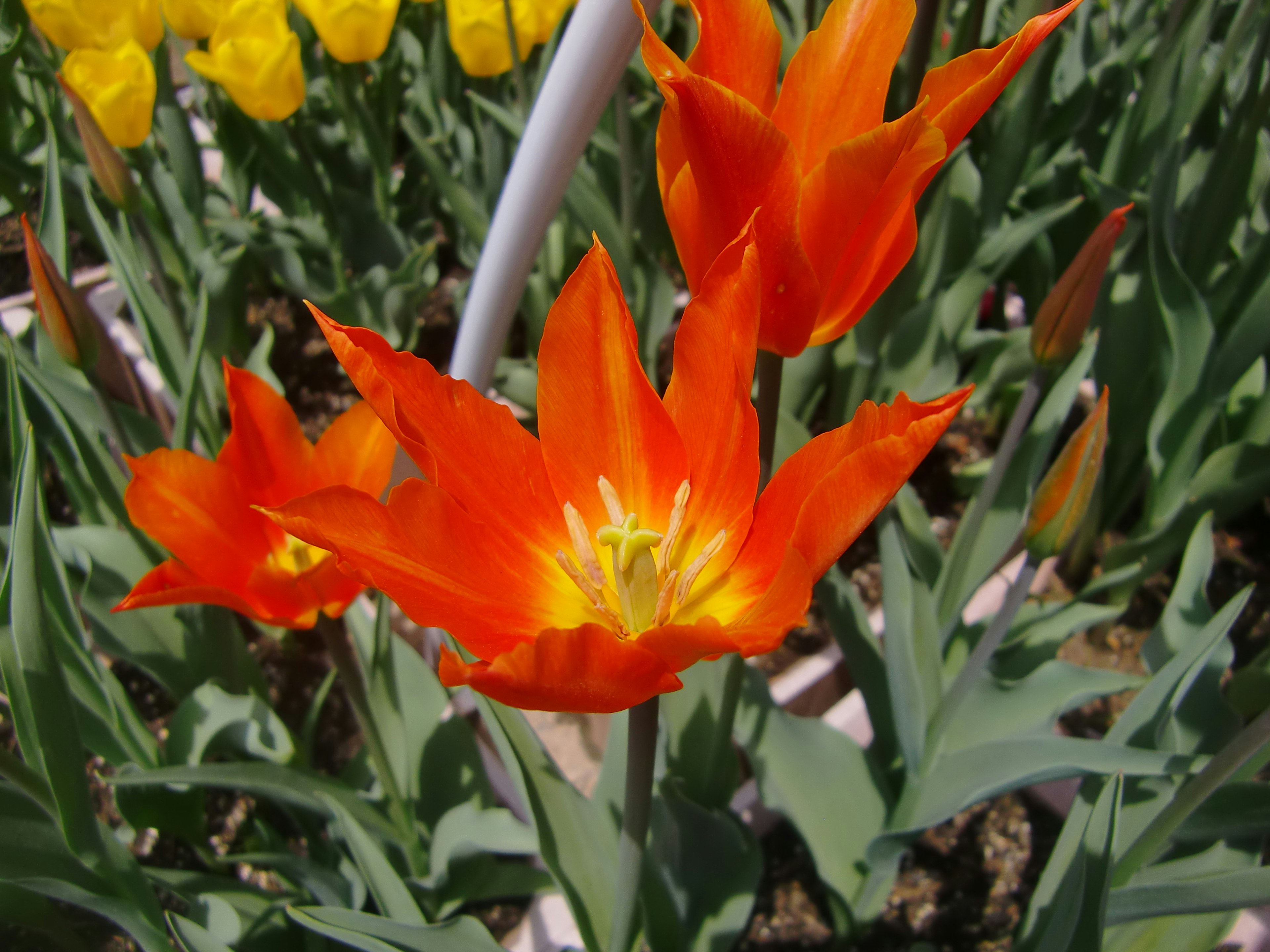 Lebendige orangefarbene Tulpenblüten blühen in einem Garten