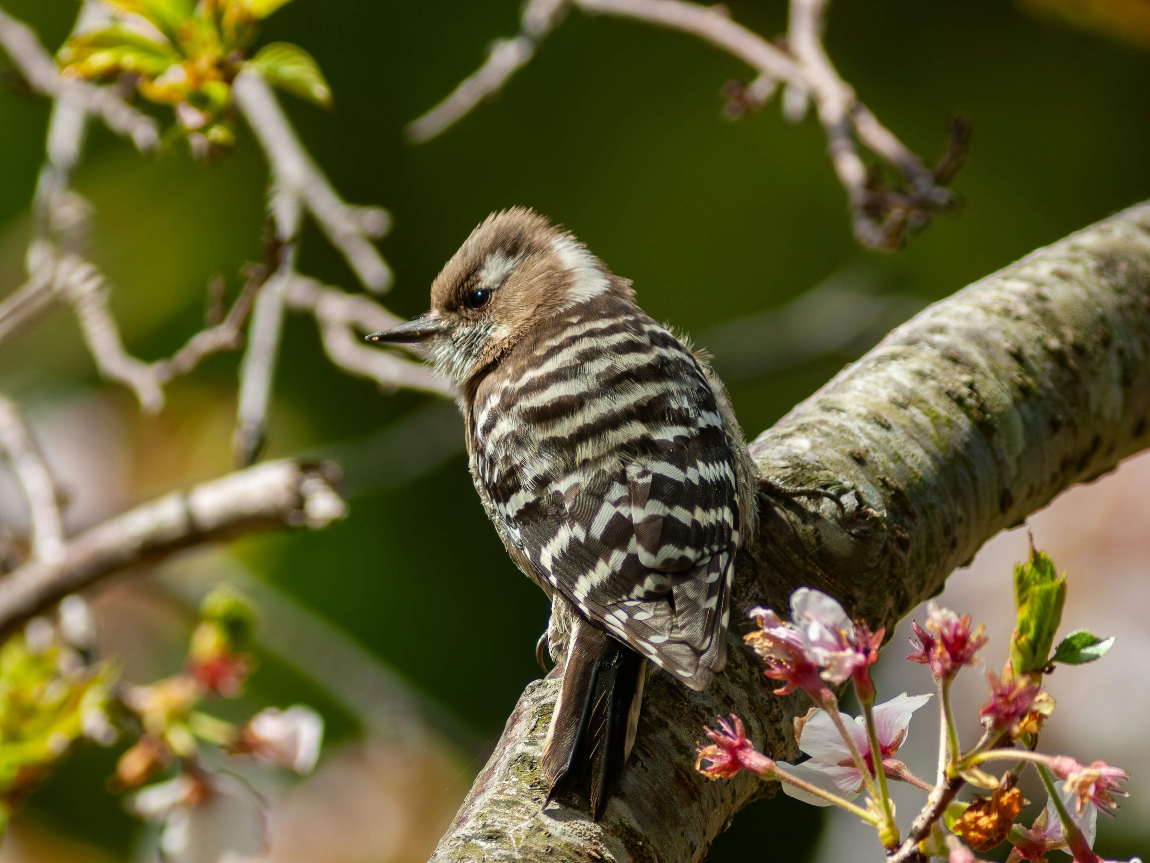 A striped bird perched on a tree branch near blooming flowers