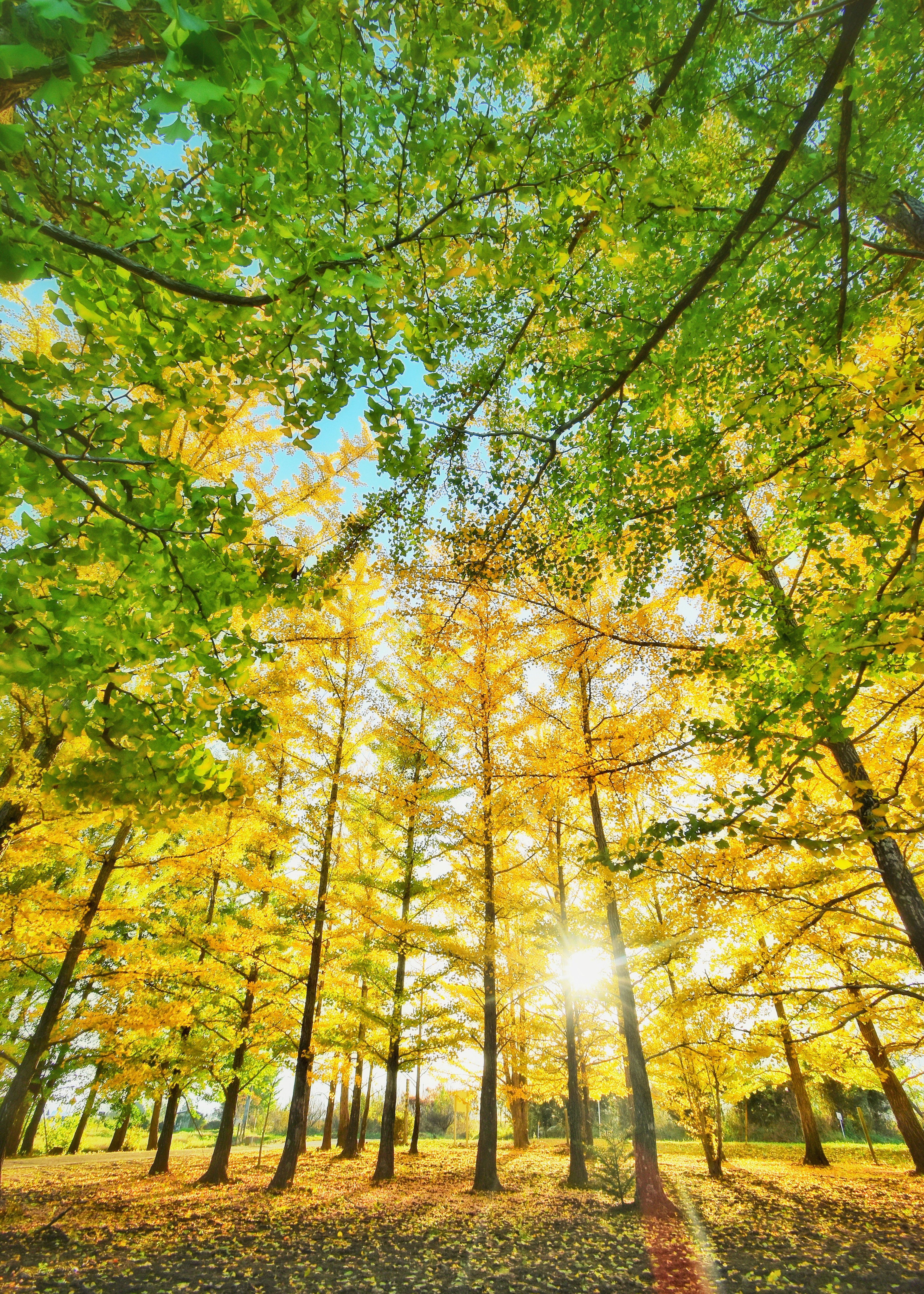 Sunlight filtering through trees in an autumn forest