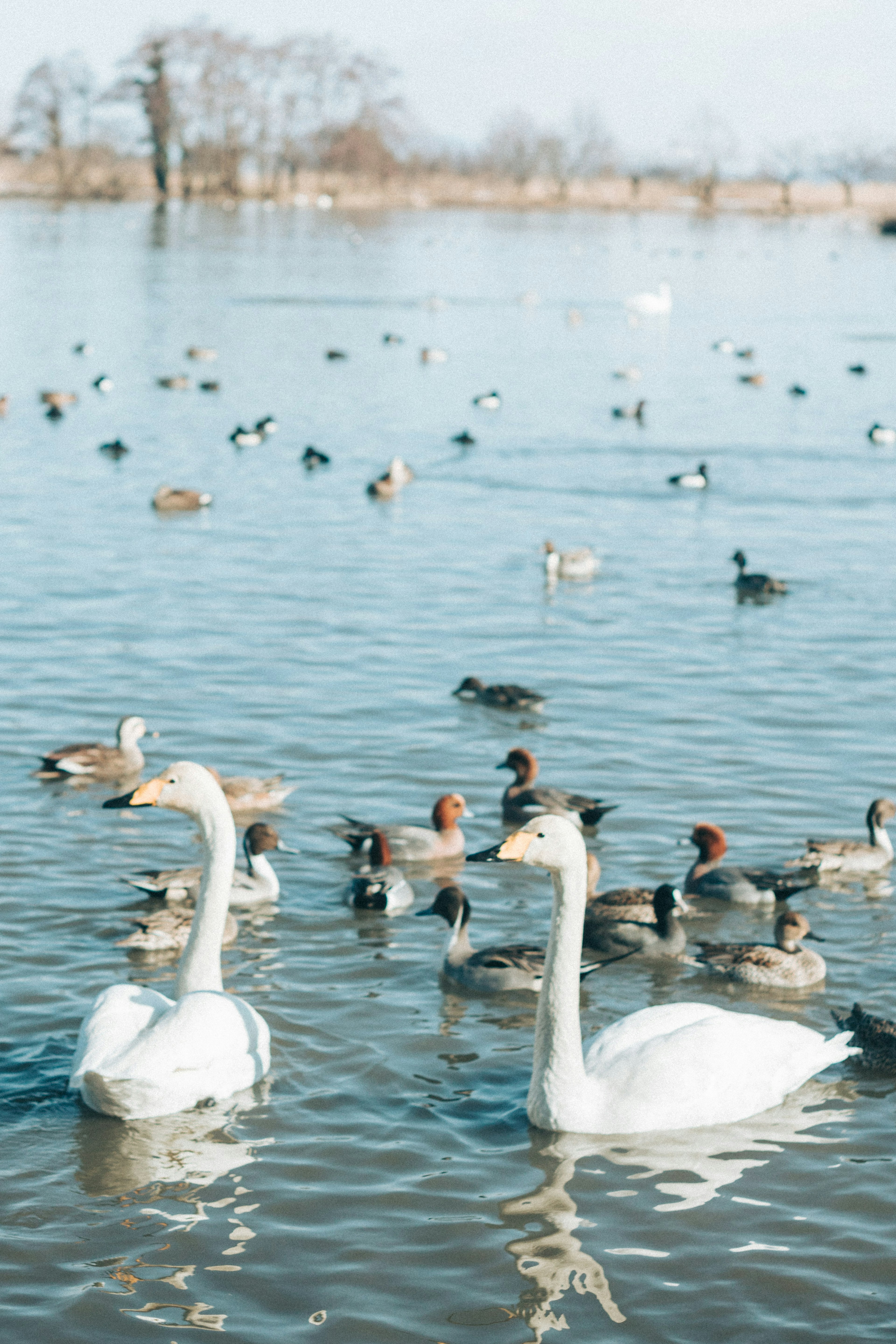 Two swans swimming among various waterfowl in a serene lake