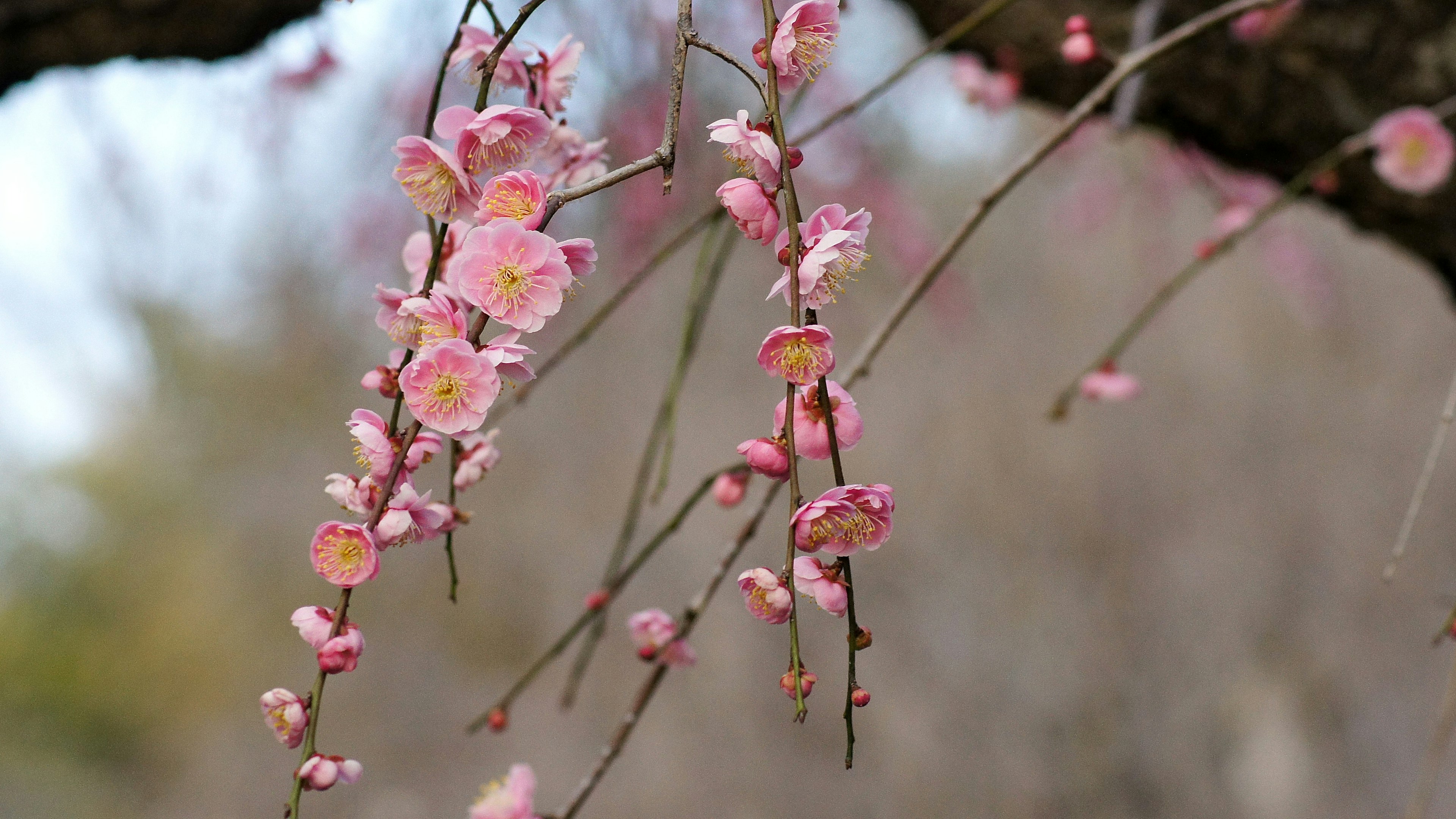 Rami adornati con delicati fiori rosa