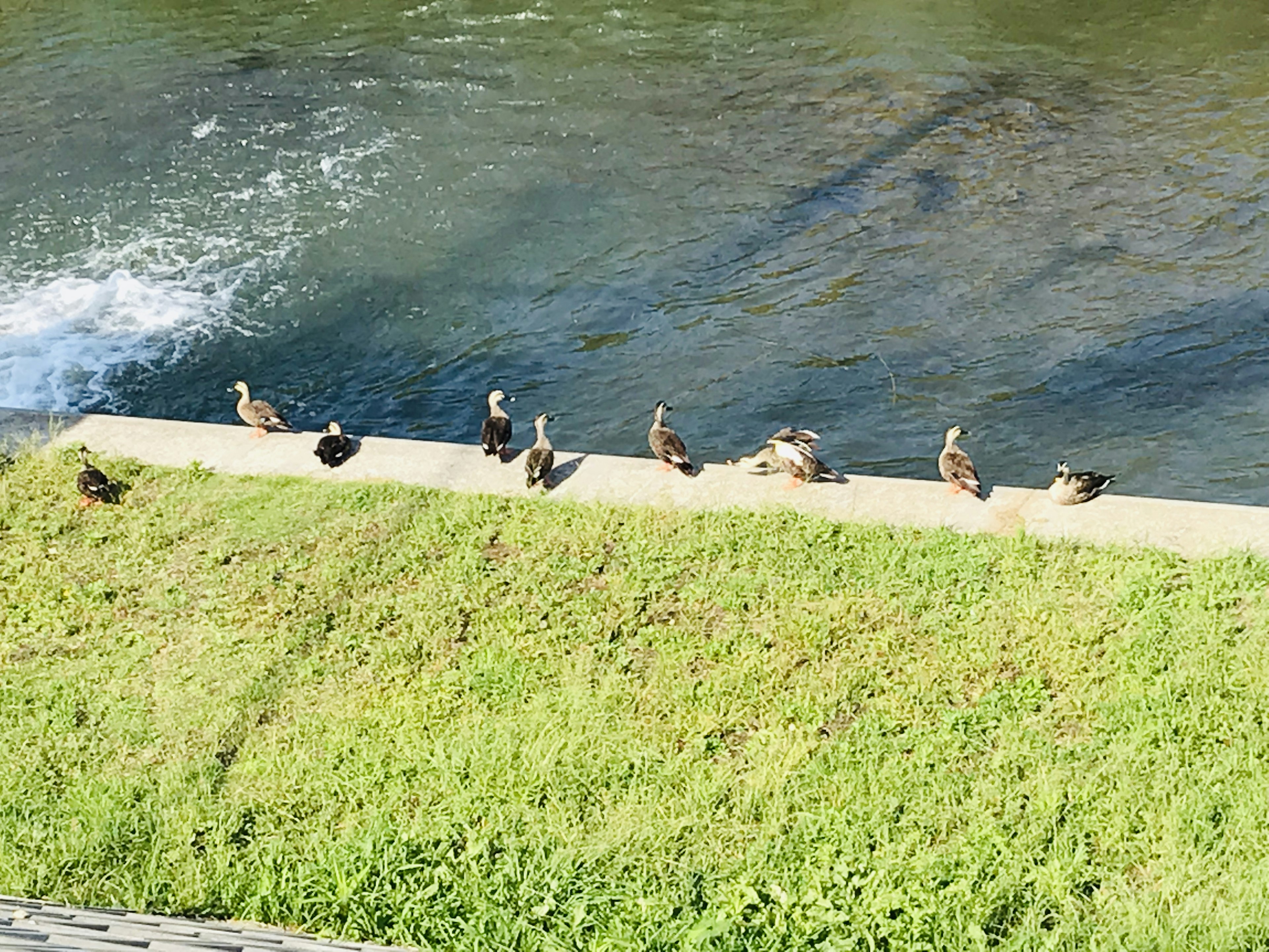 Un grupo de patos reunidos en la orilla de hierba junto al río