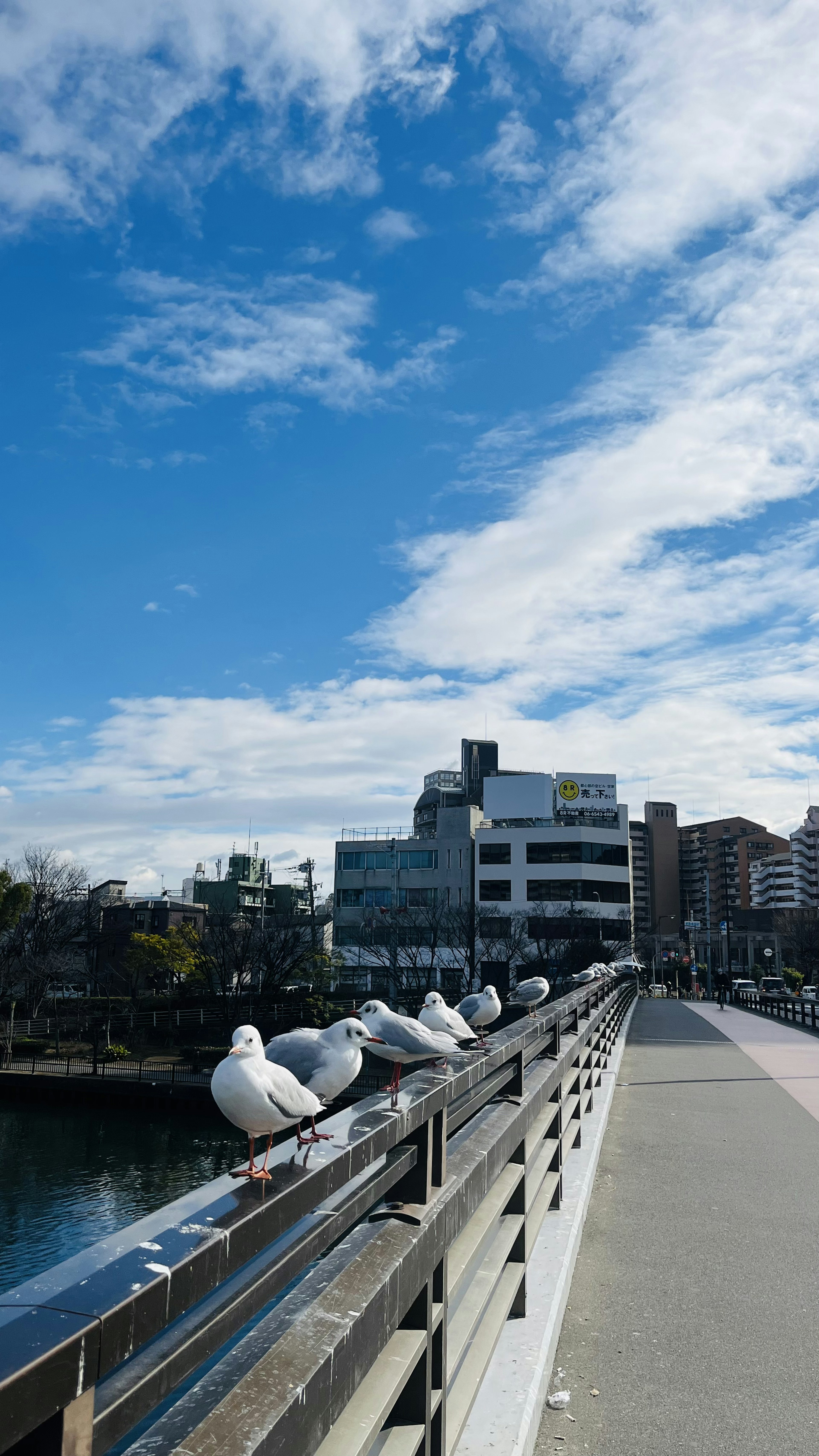 青空と雲の下に並ぶカモメと建物の風景