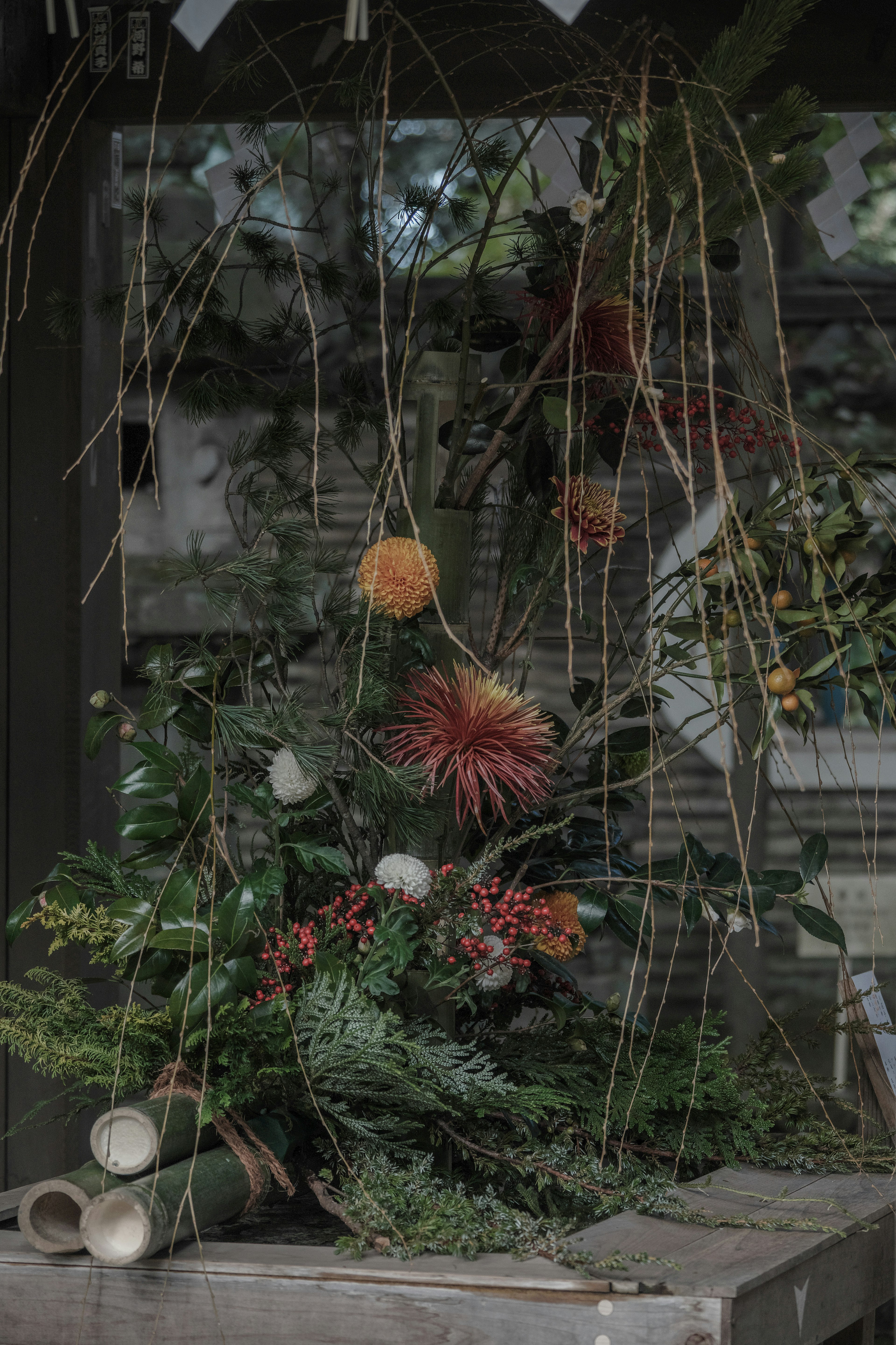 Exhibición interior con plantas colgantes y decoraciones coloridas