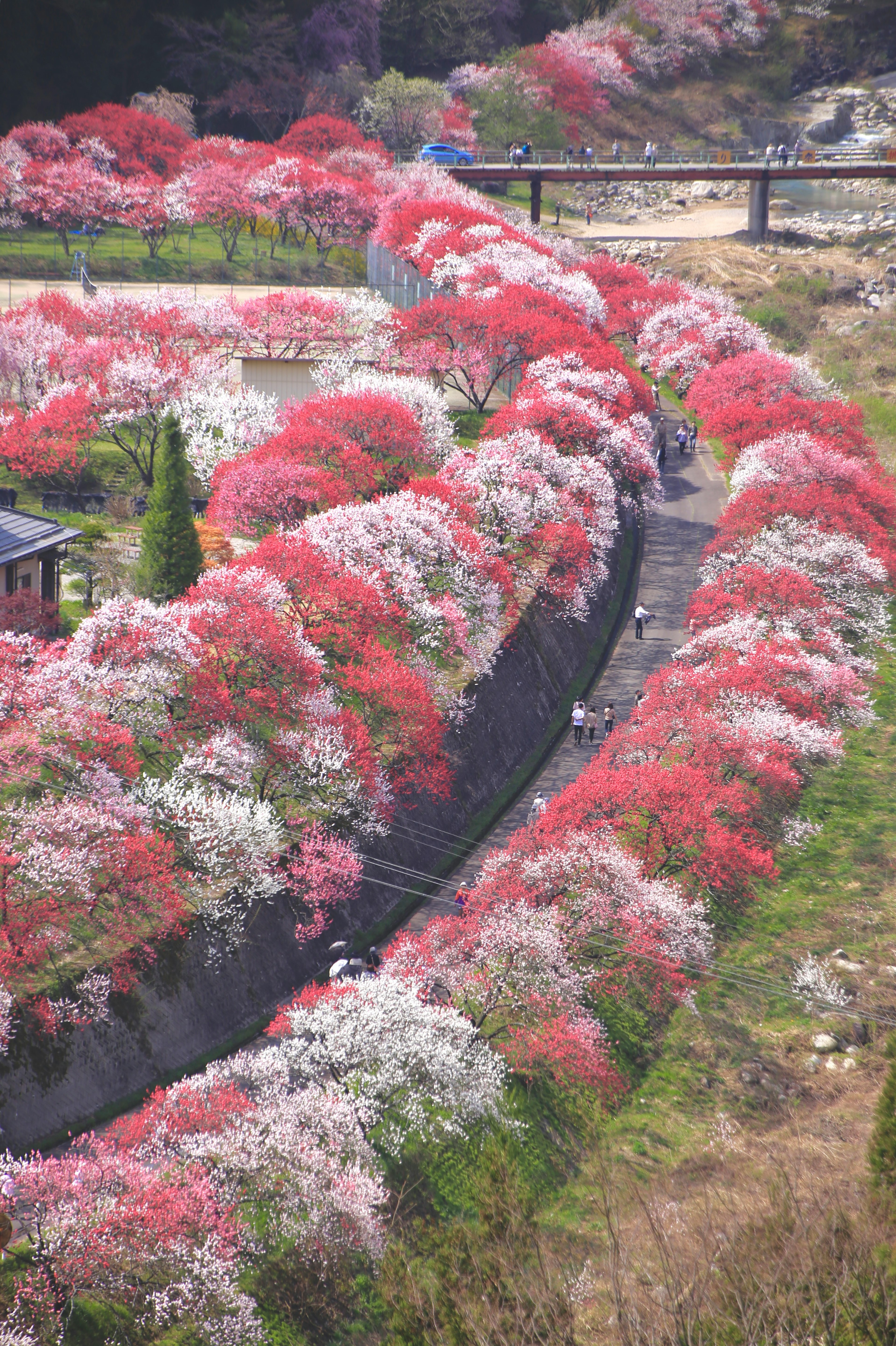 ดอกไม้สดใสตามทางโค้งในทิวทัศน์ที่สวยงาม