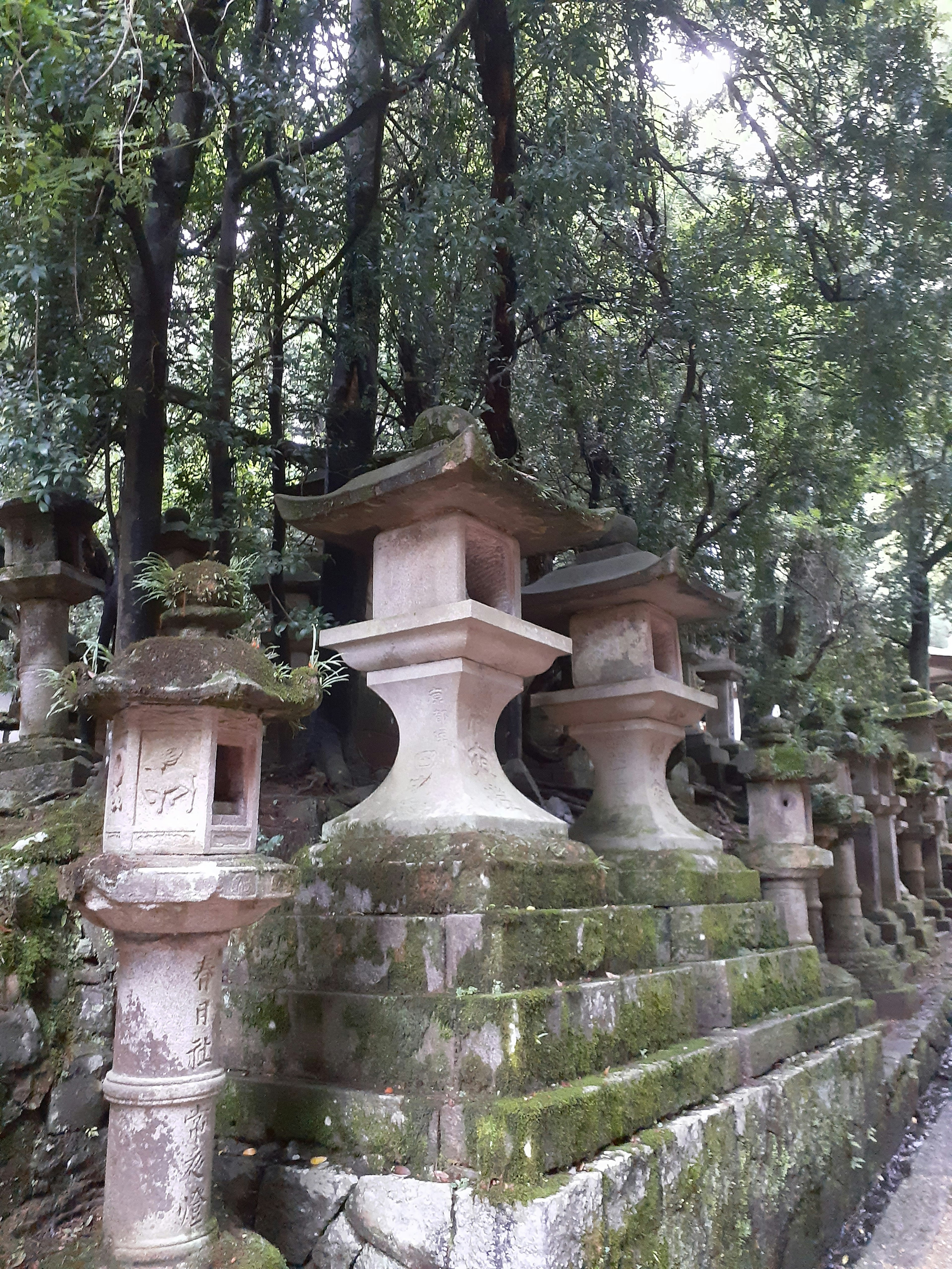 Row of moss-covered stone lanterns in a serene forest setting