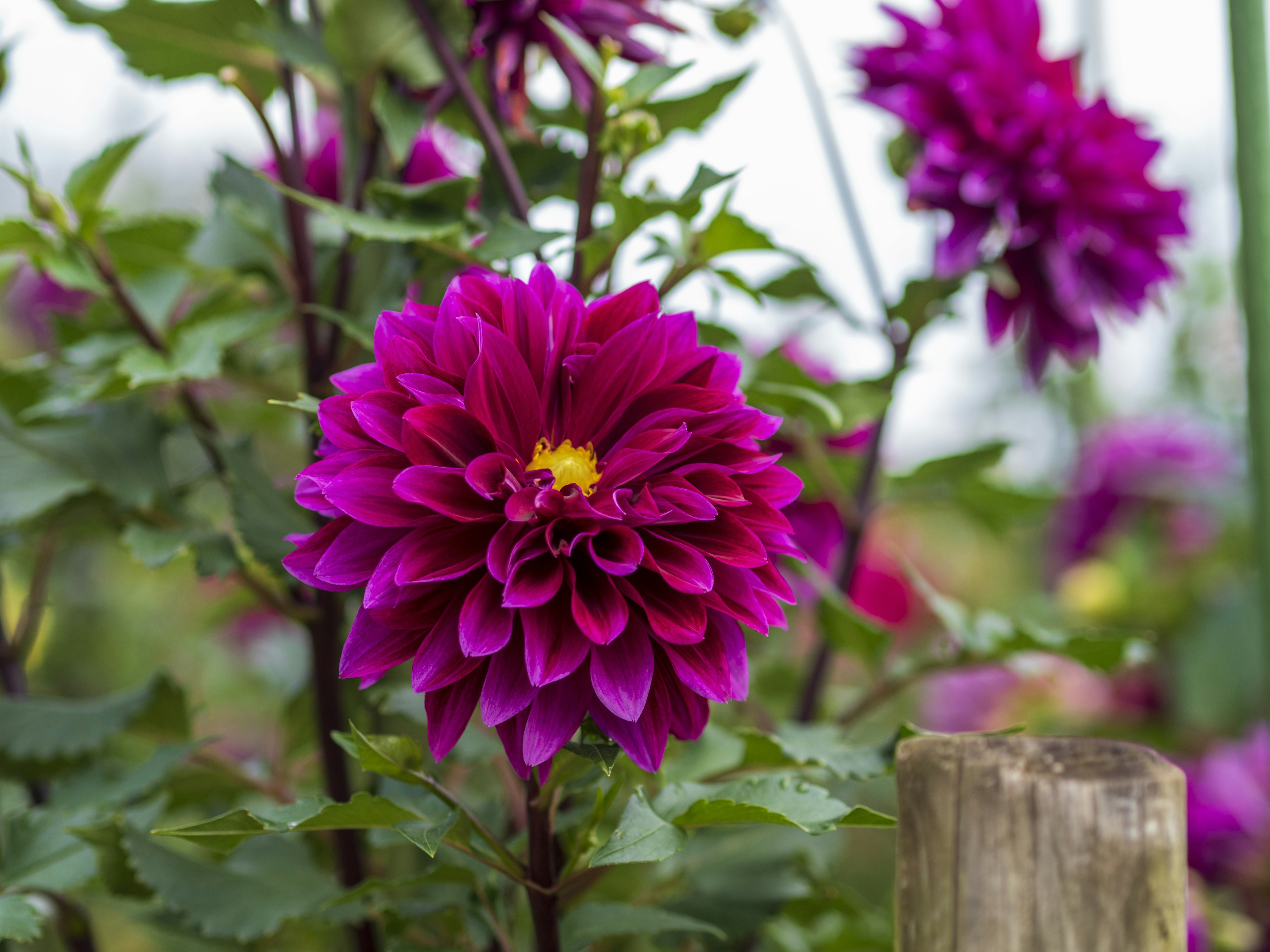 Bunga dahlia ungu cerah dikelilingi daun hijau