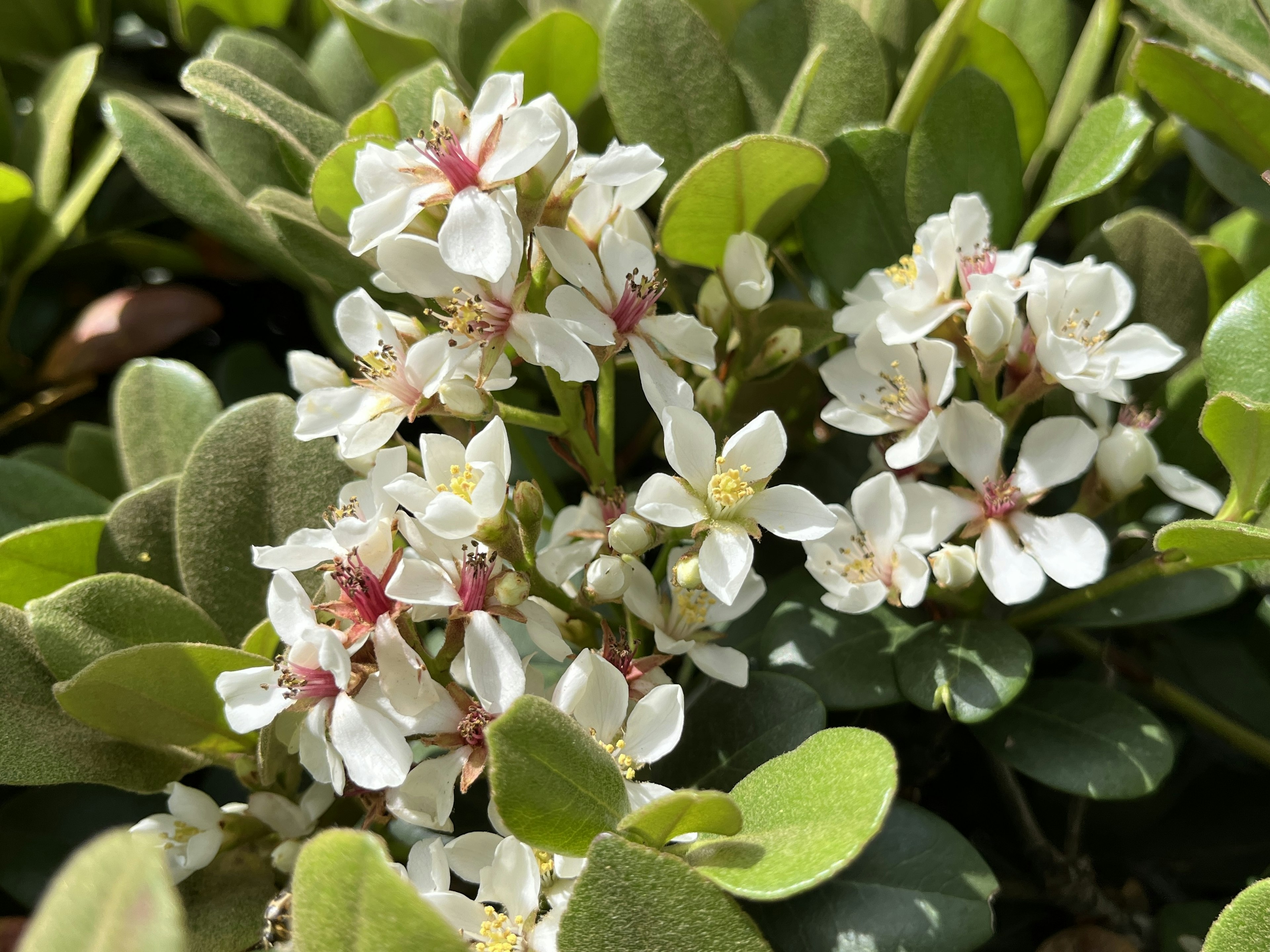 特写植物，白色花朵和绿色叶子