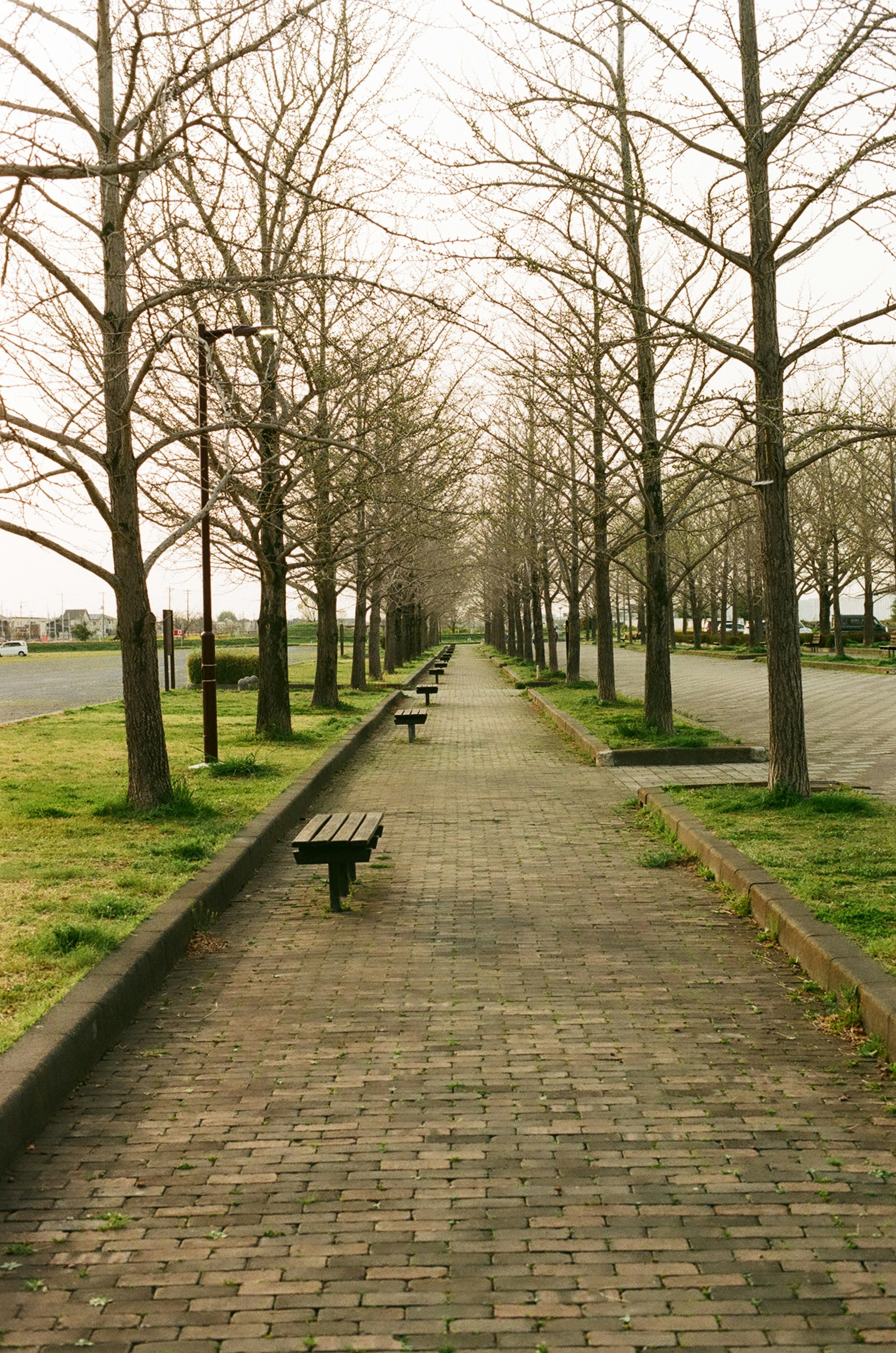 Quiet park scene with tree-lined path and benches