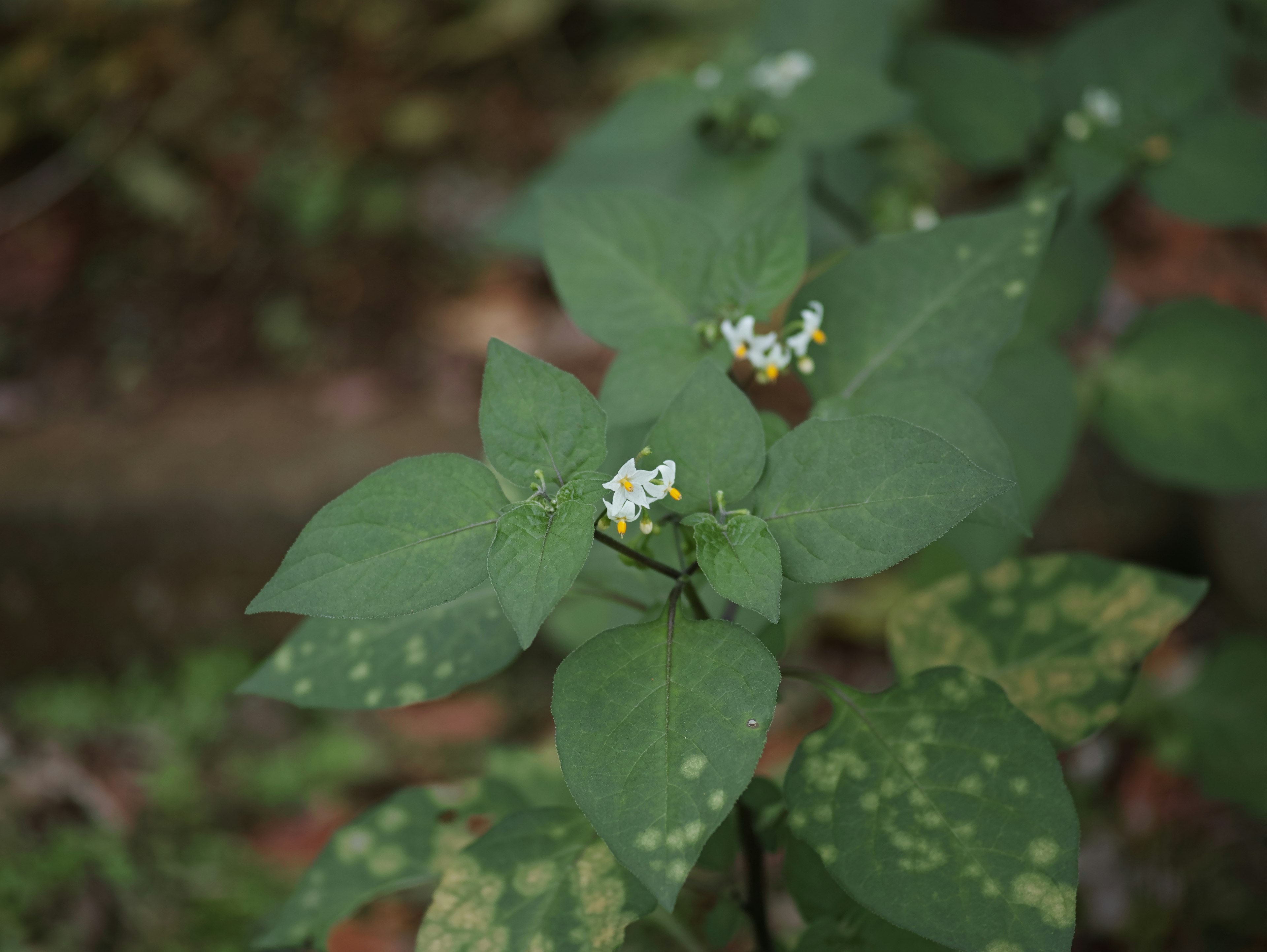 Gros plan d'une plante avec des feuilles vertes et de petites fleurs blanches