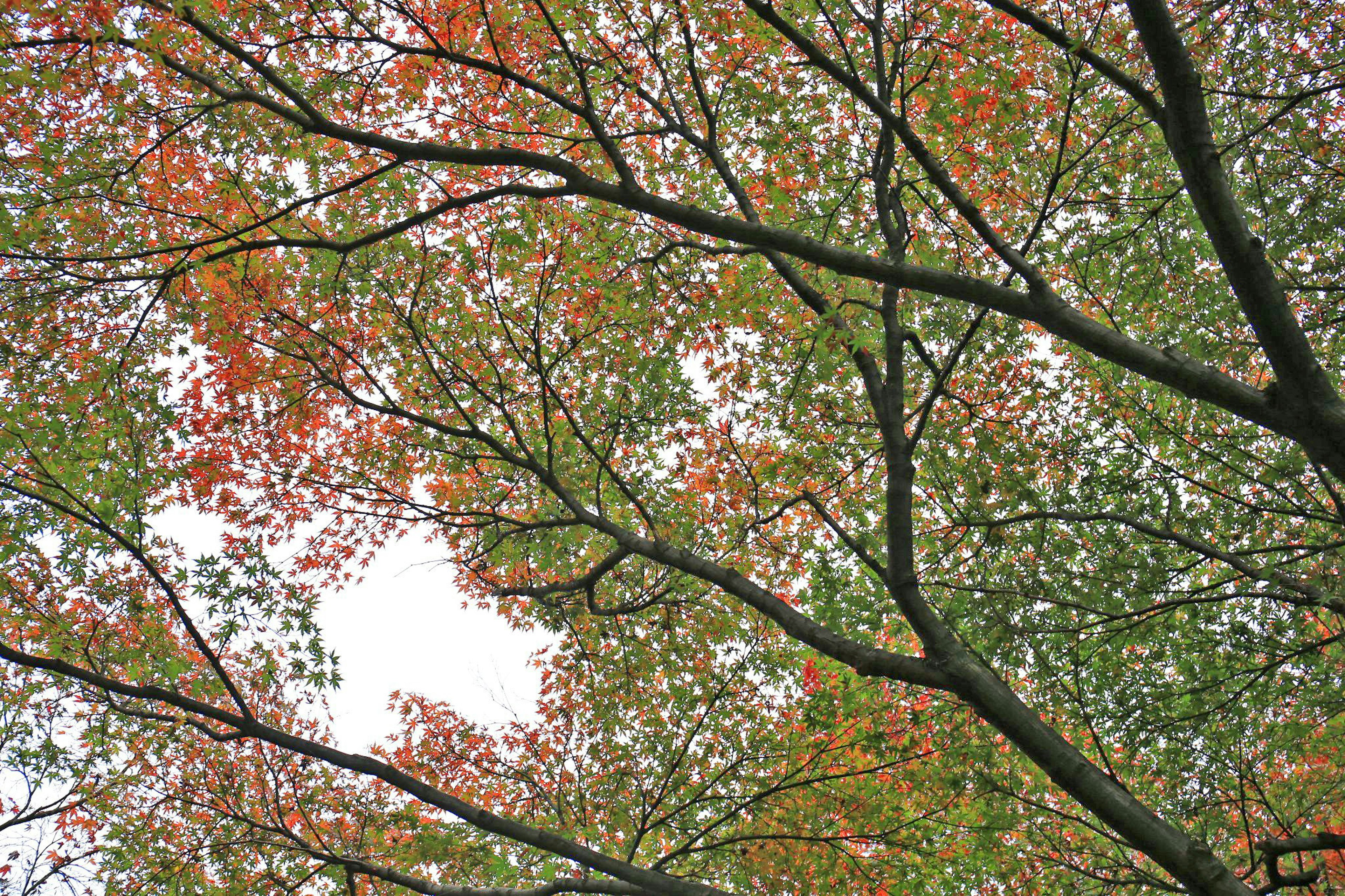 Vista de ramas de árbol con hojas verdes y rojas