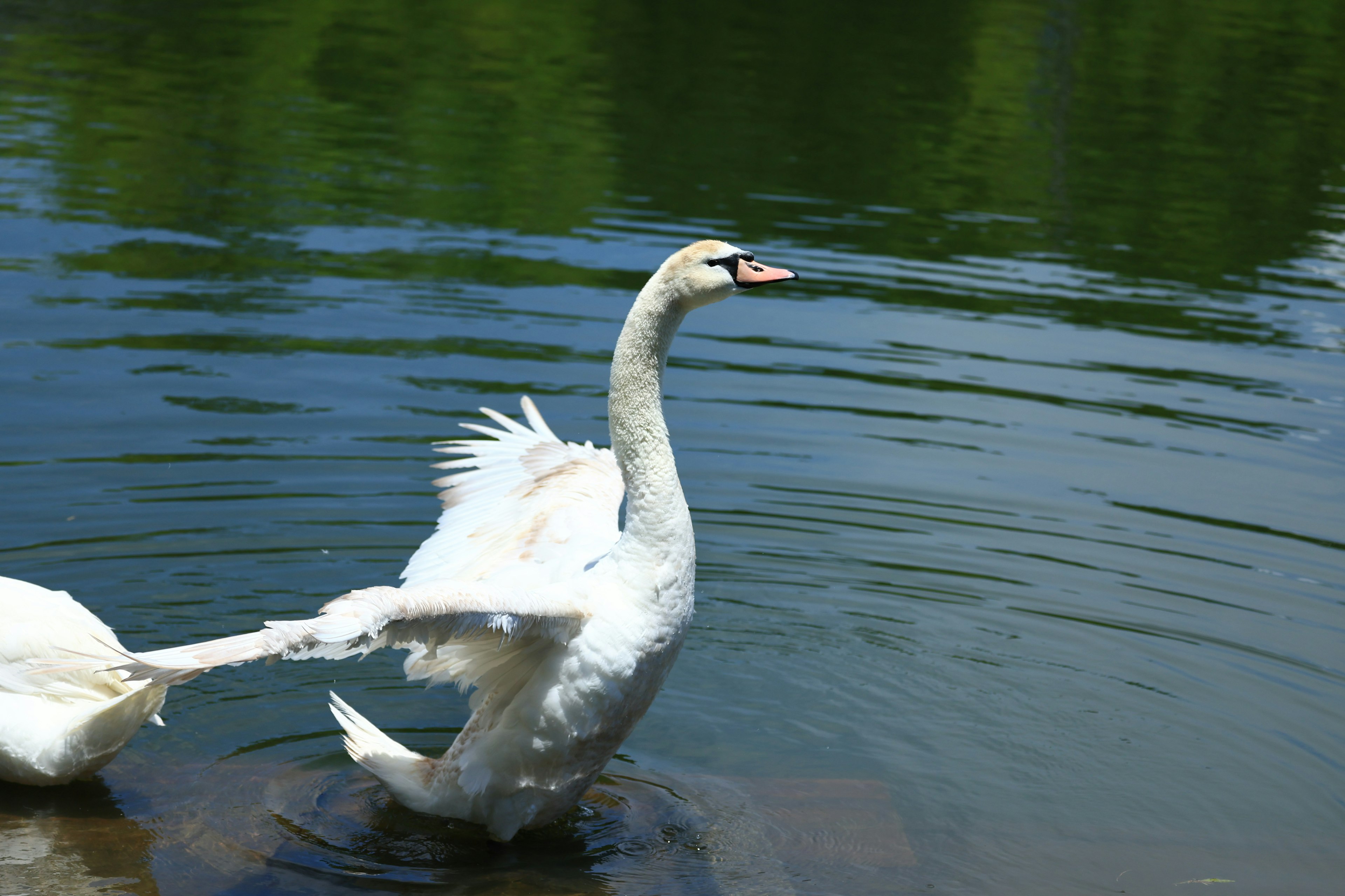 美しい白鳥が静かな水面を泳いでいる