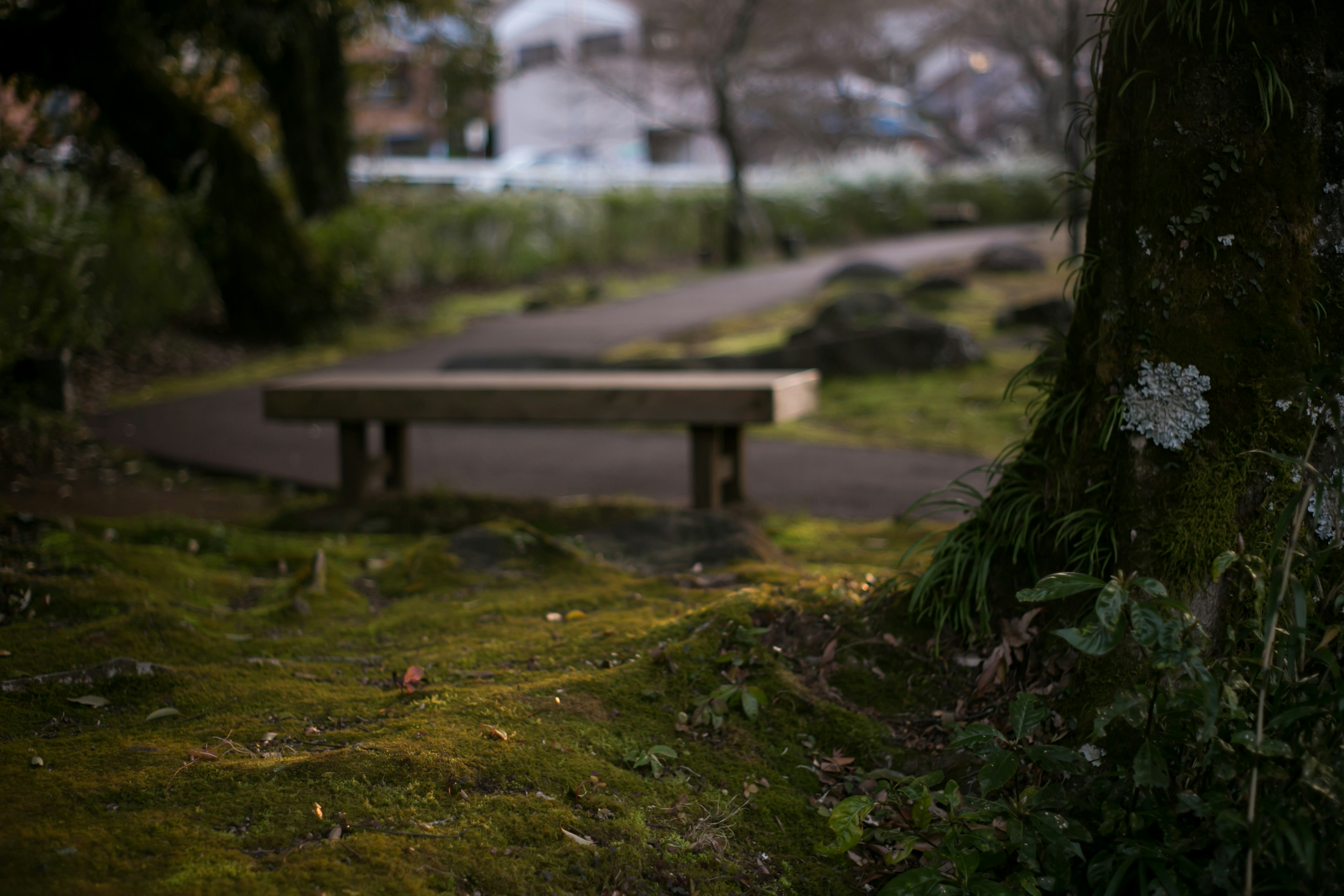 A quiet park scene featuring a bench surrounded by green moss